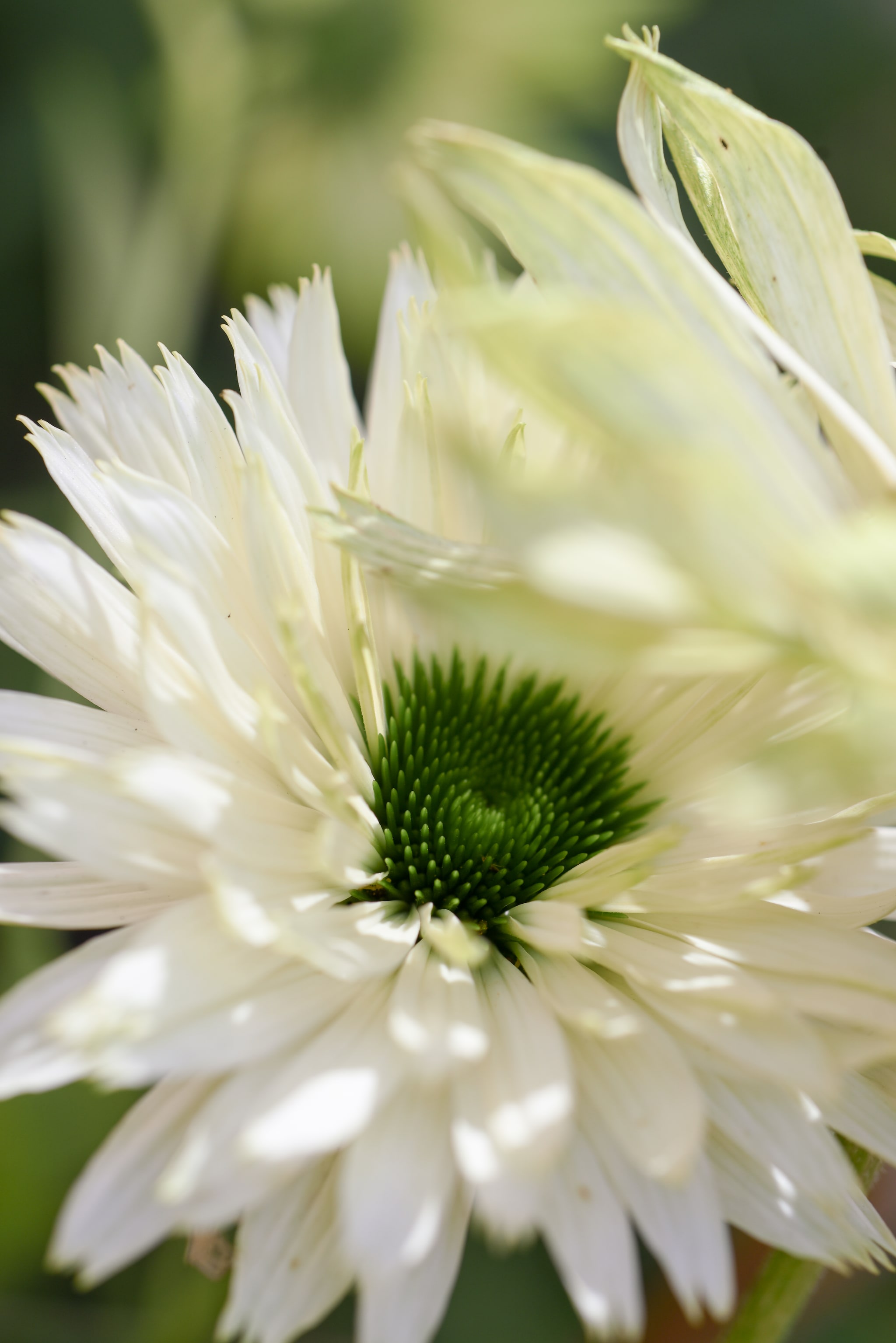 Closeup bloem fotografie Veronique de Walsche | tekst Randy van Ekeren