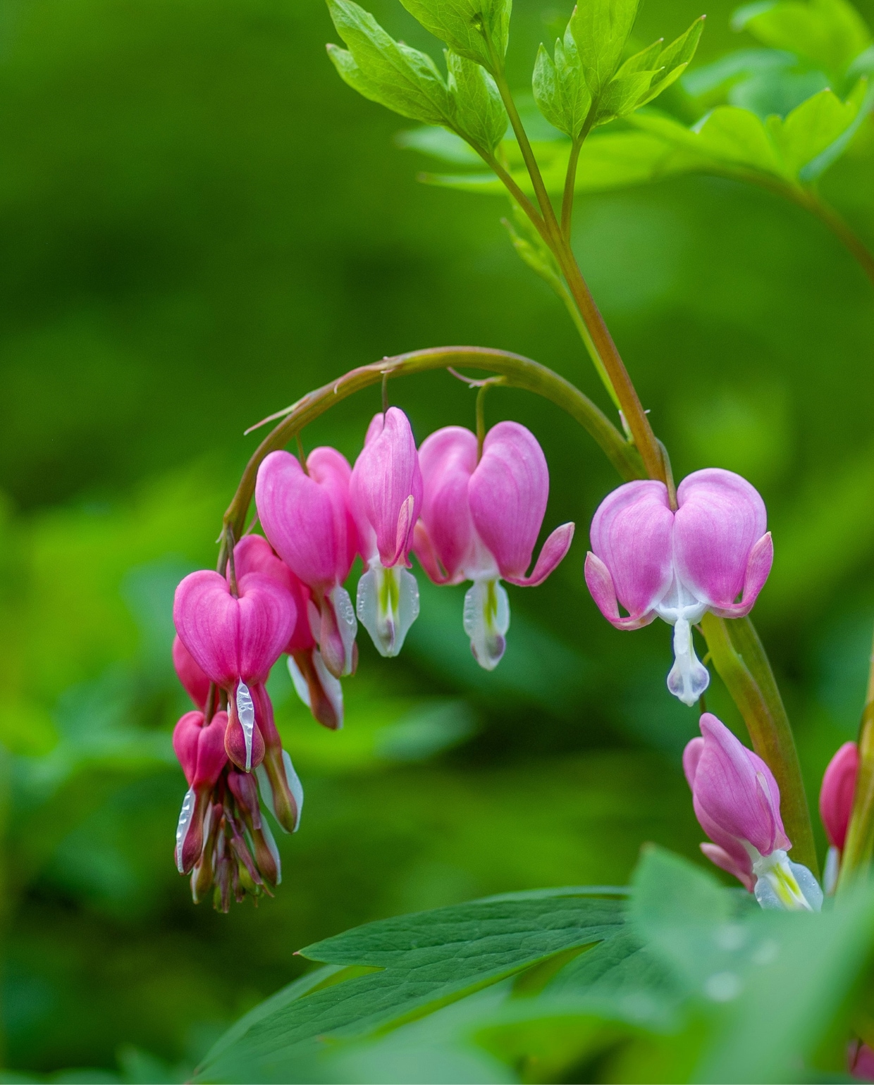 Gebroken hartje Dicentra spectabilis Unsplash