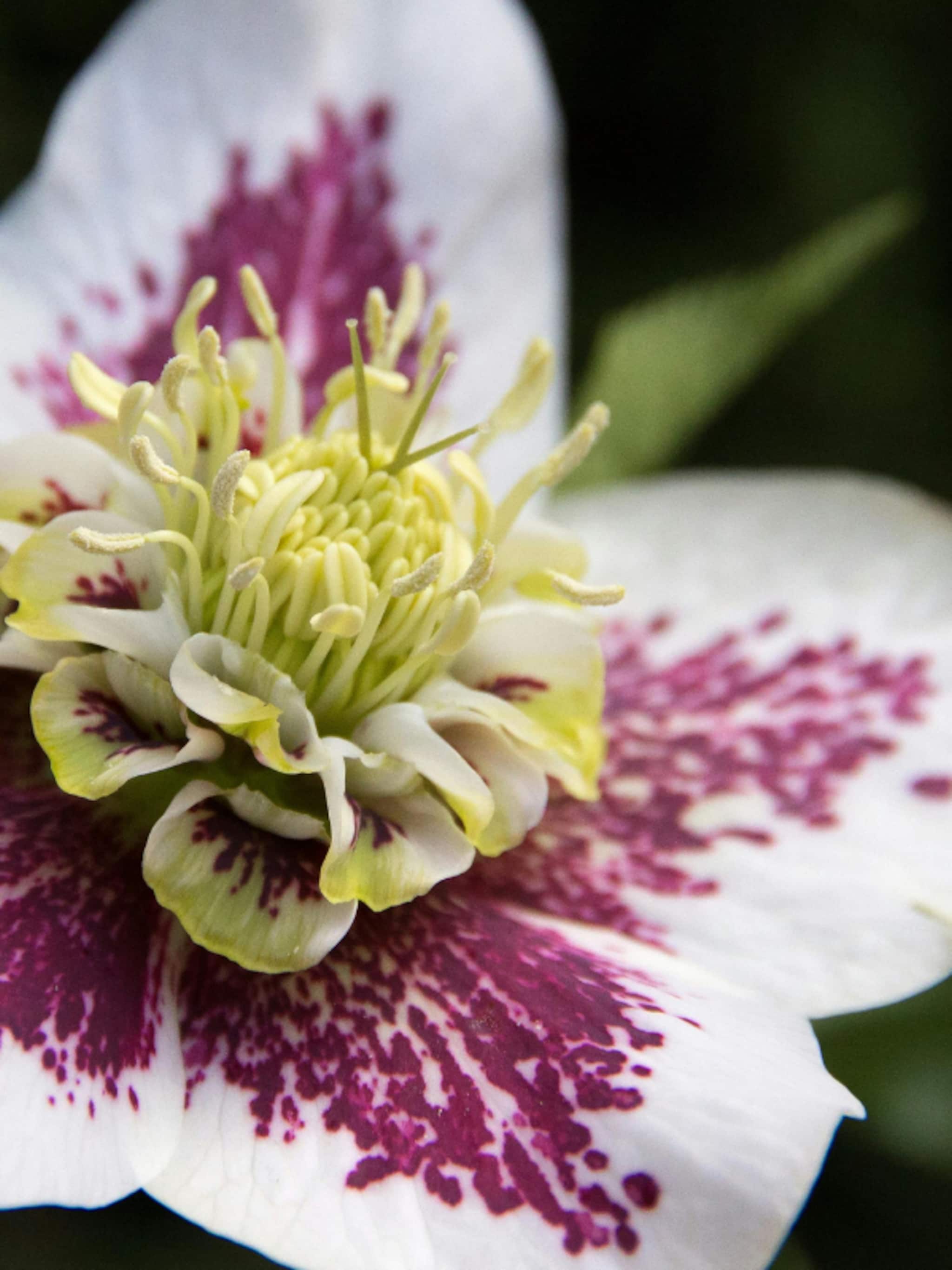 helleborus orientalis spotted hybriden kerstroos
