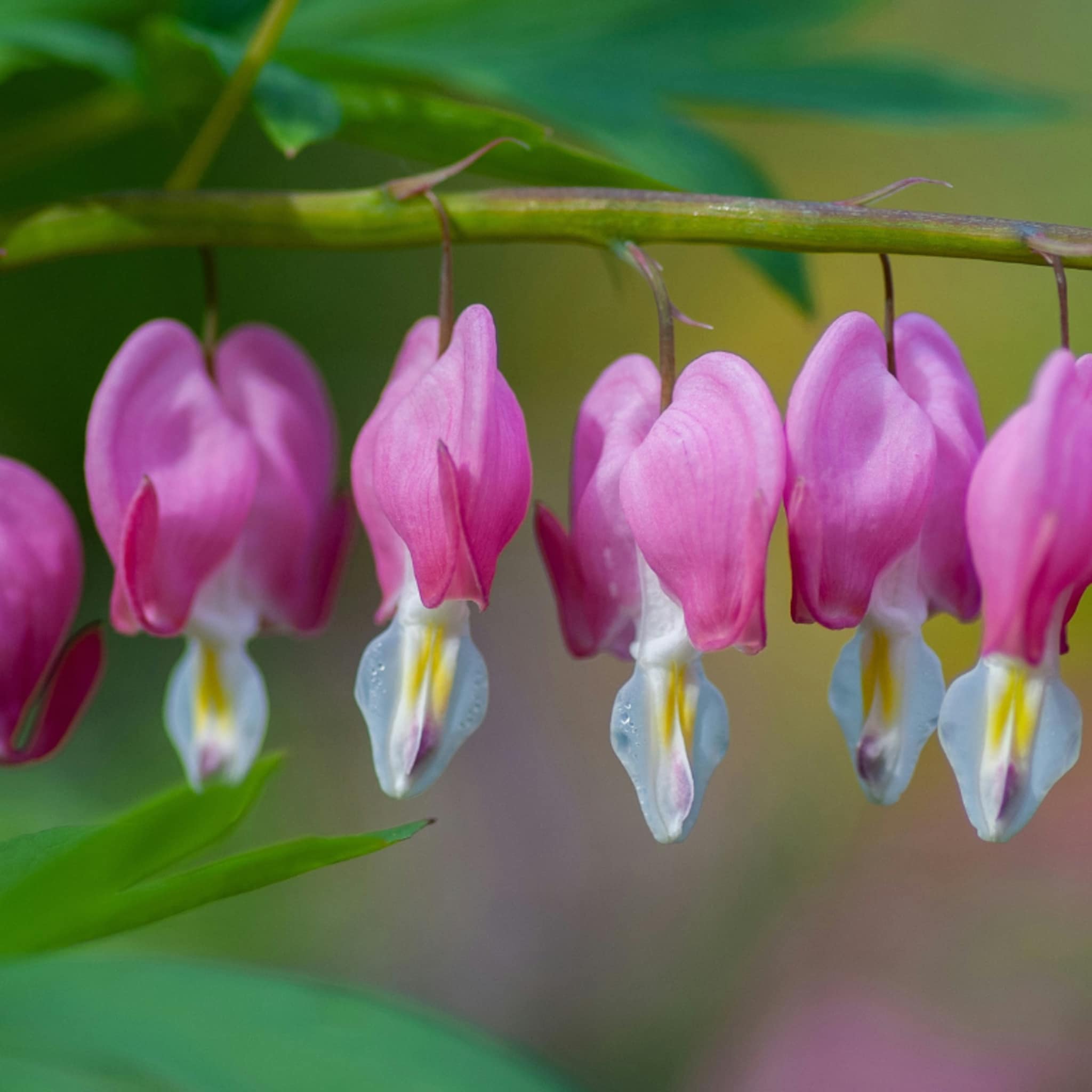 de 16 mooiste schaduwplanten voor buiten