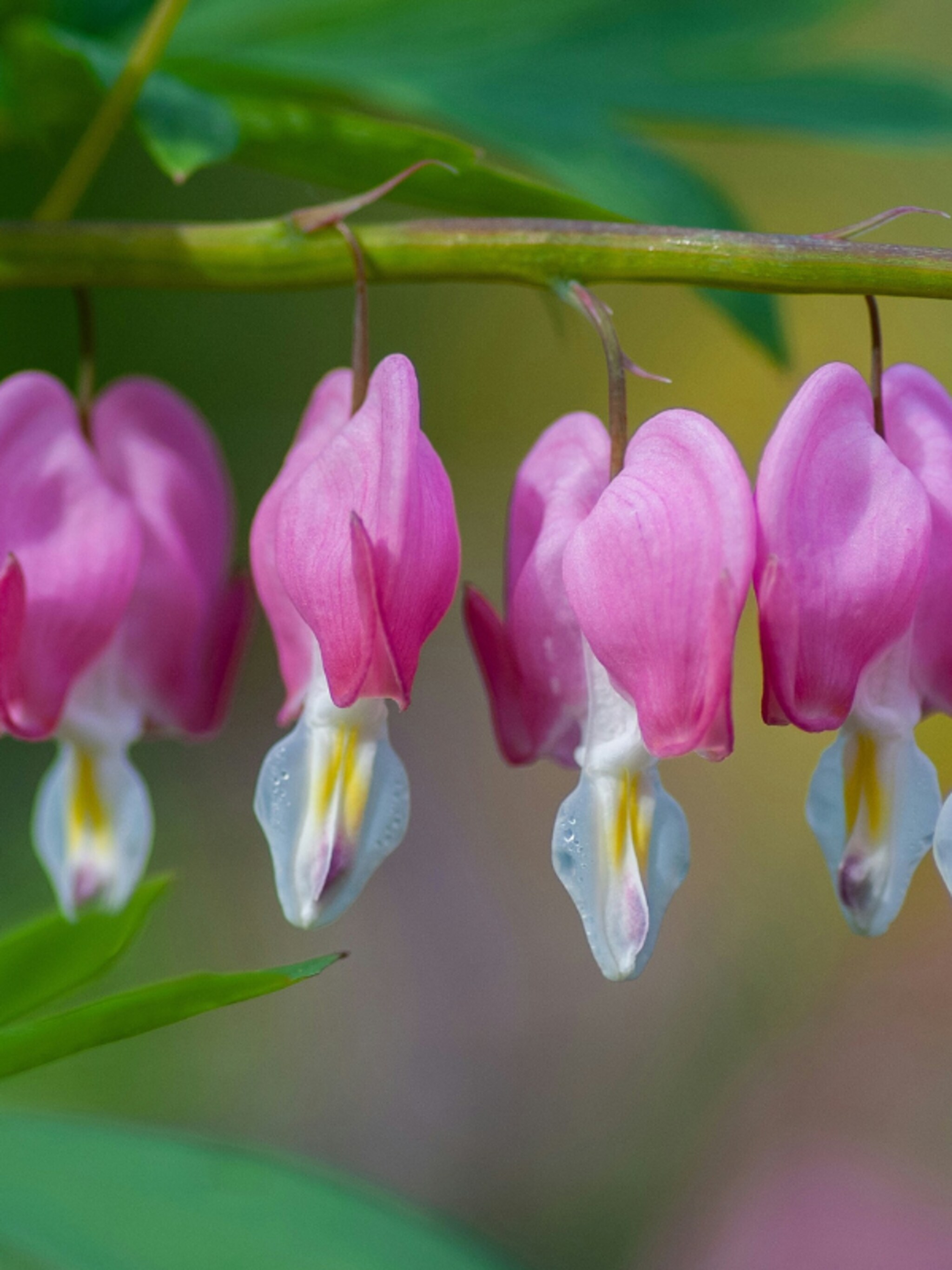 de 16 mooiste schaduwplanten voor buiten
