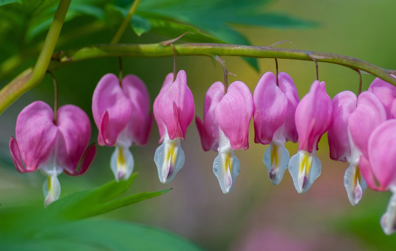 Gebroken hartje Dicentra spectabilis Unsplash