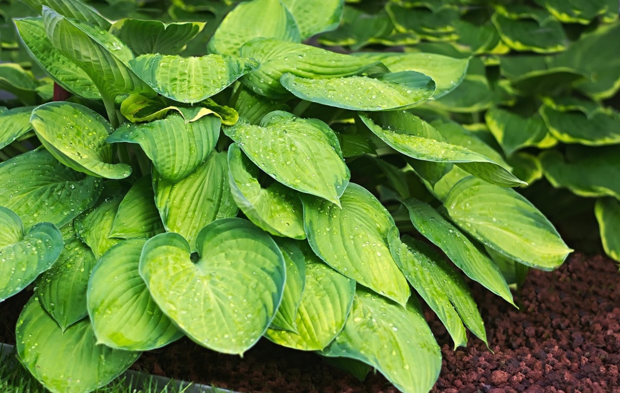 Hosta Sieboldiana Pixabay