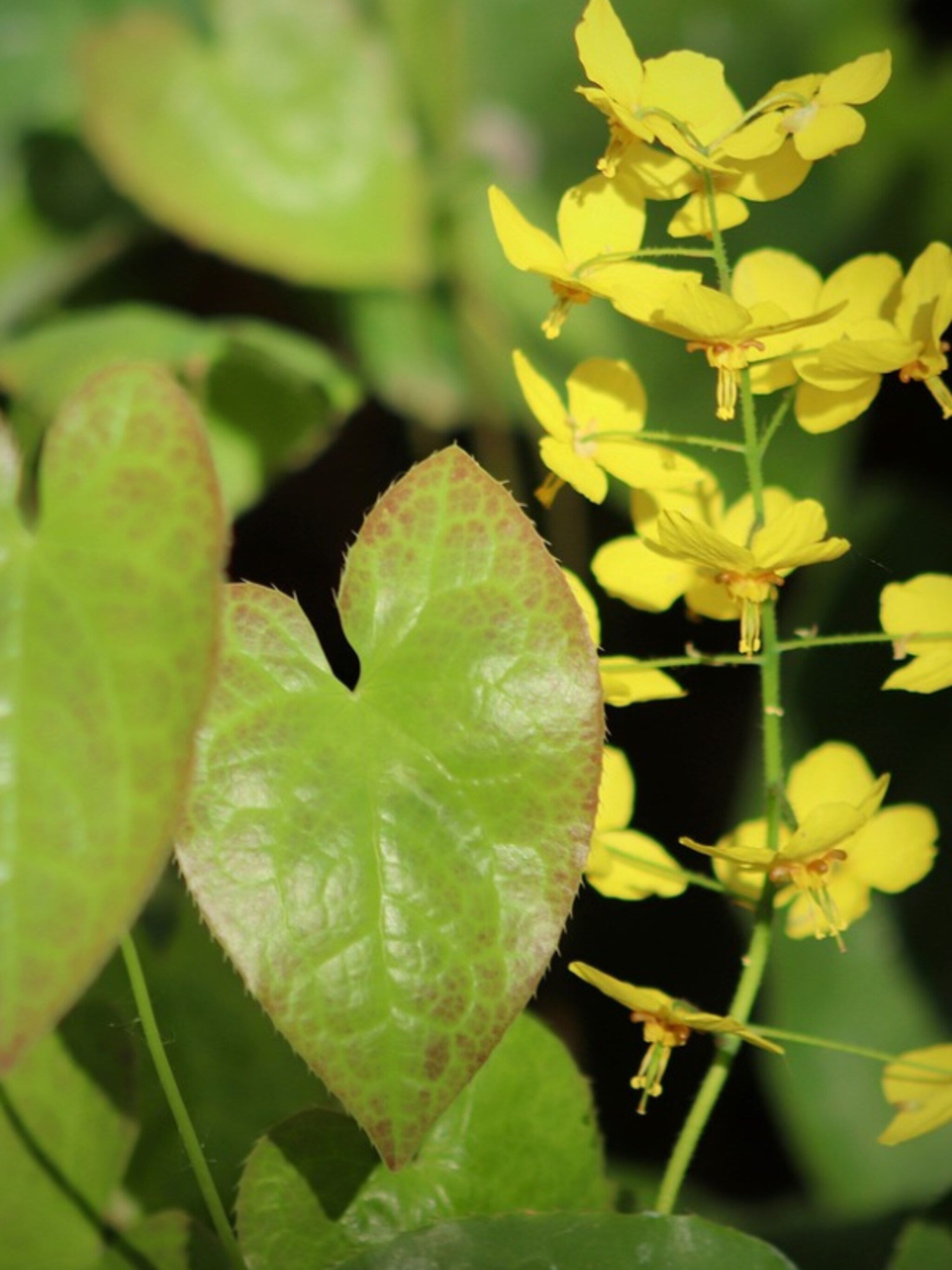 epimedium x versicolor sulphureum