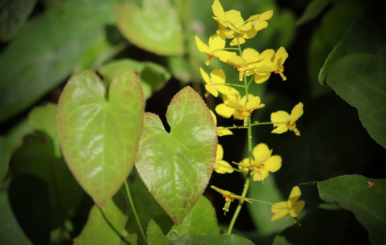 Elfenbloem Sulphureum Pixabay