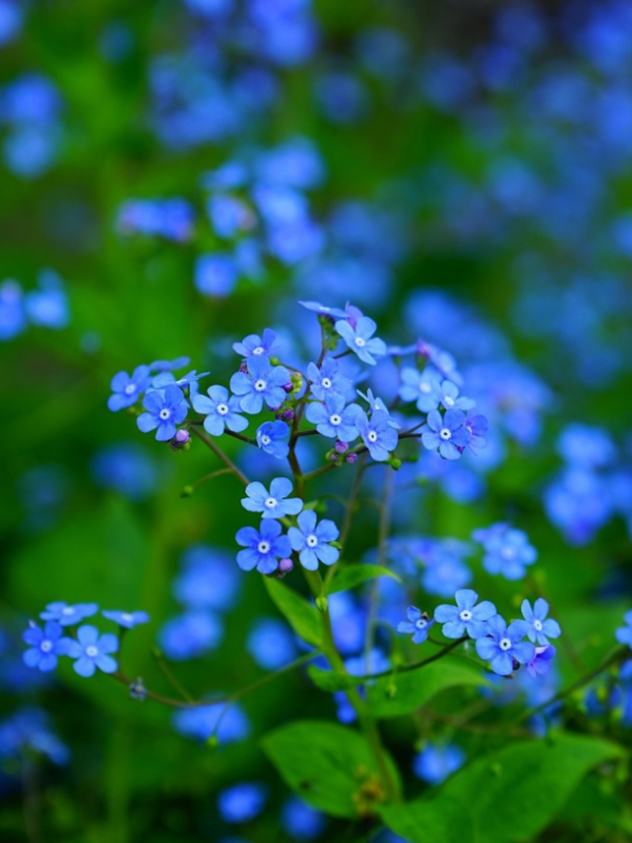 brunnera macrophylla vergeet mij niet