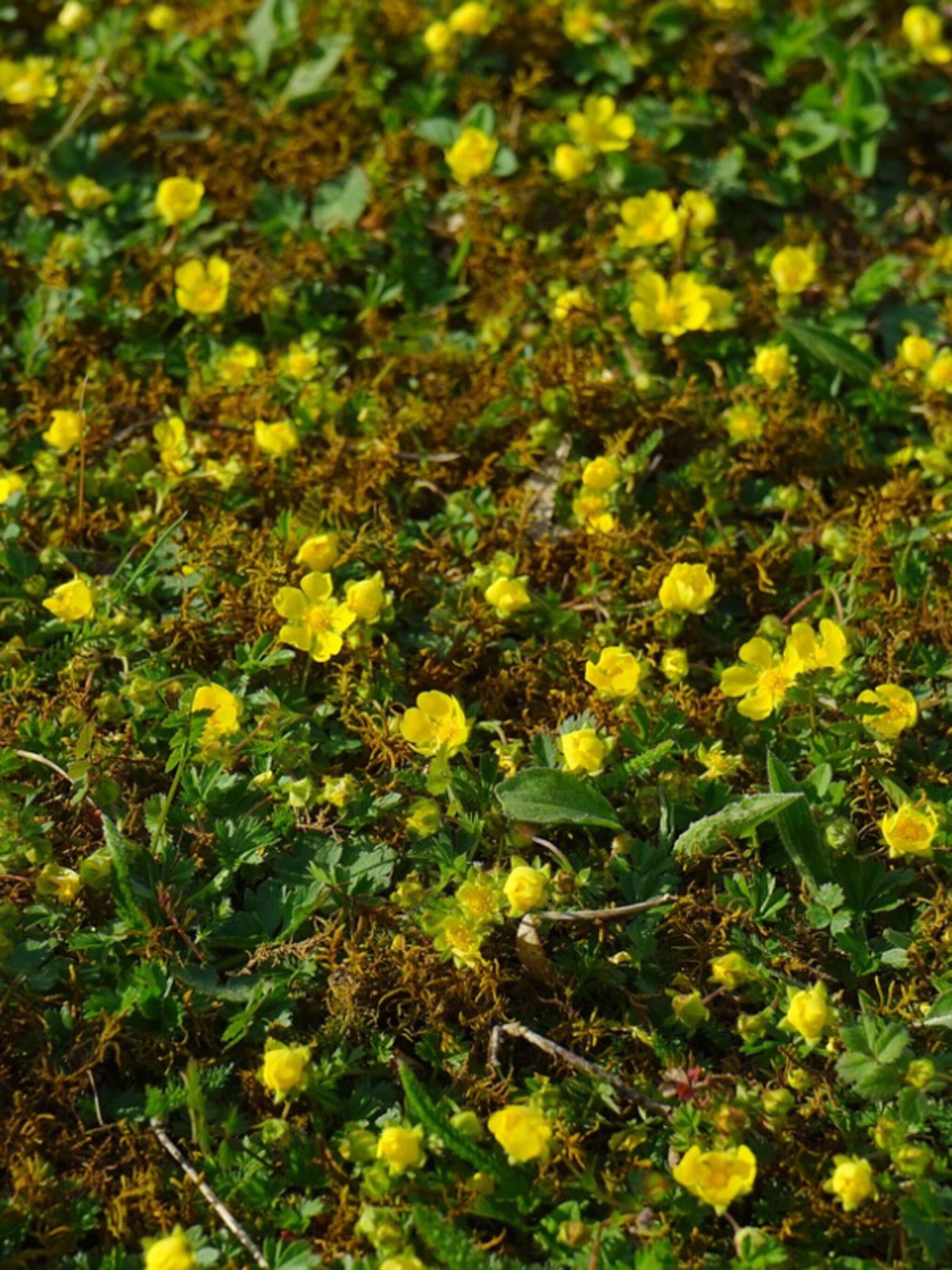 waldsteinia
