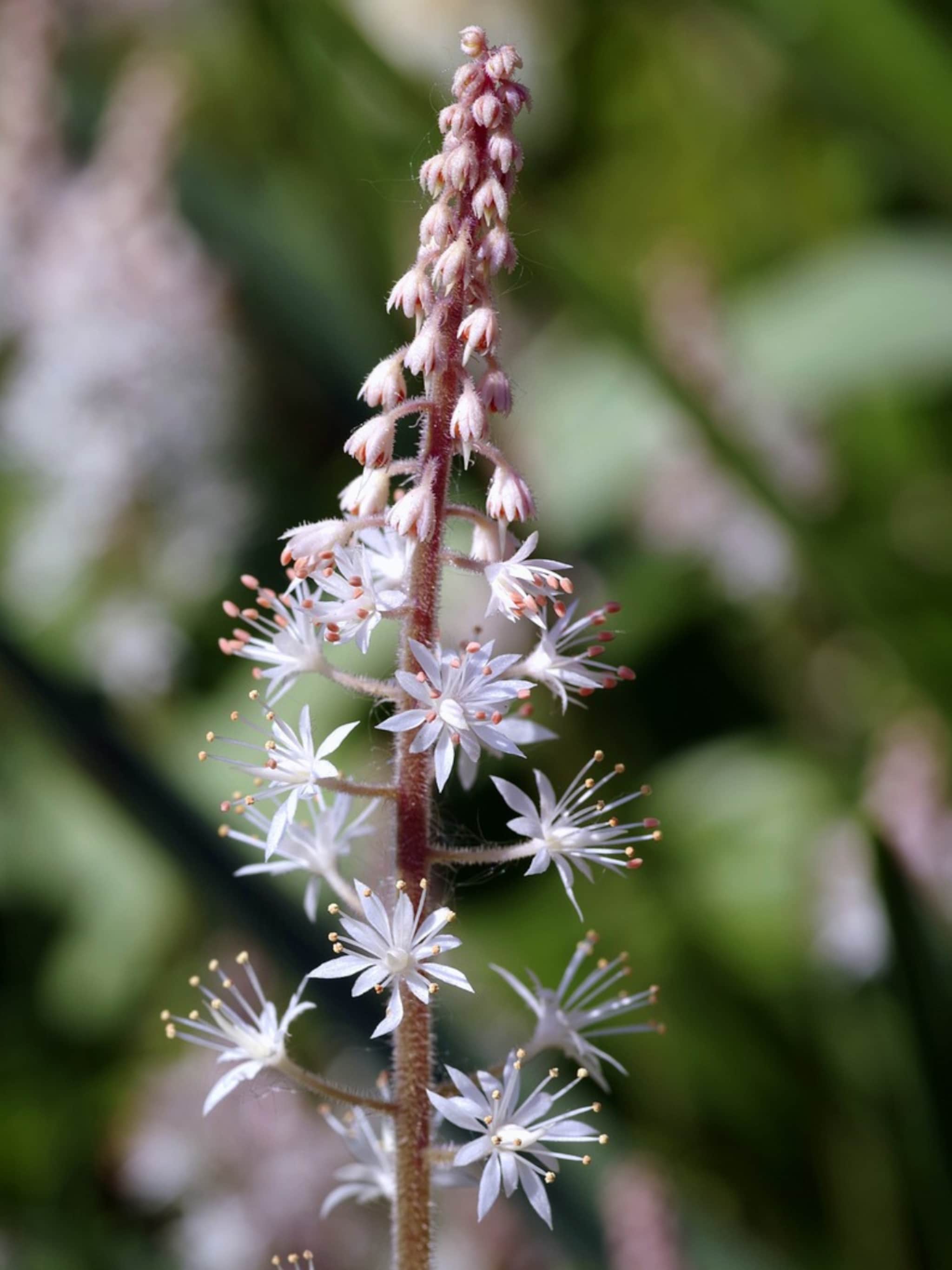 tiarella cordifolia schuimkaars