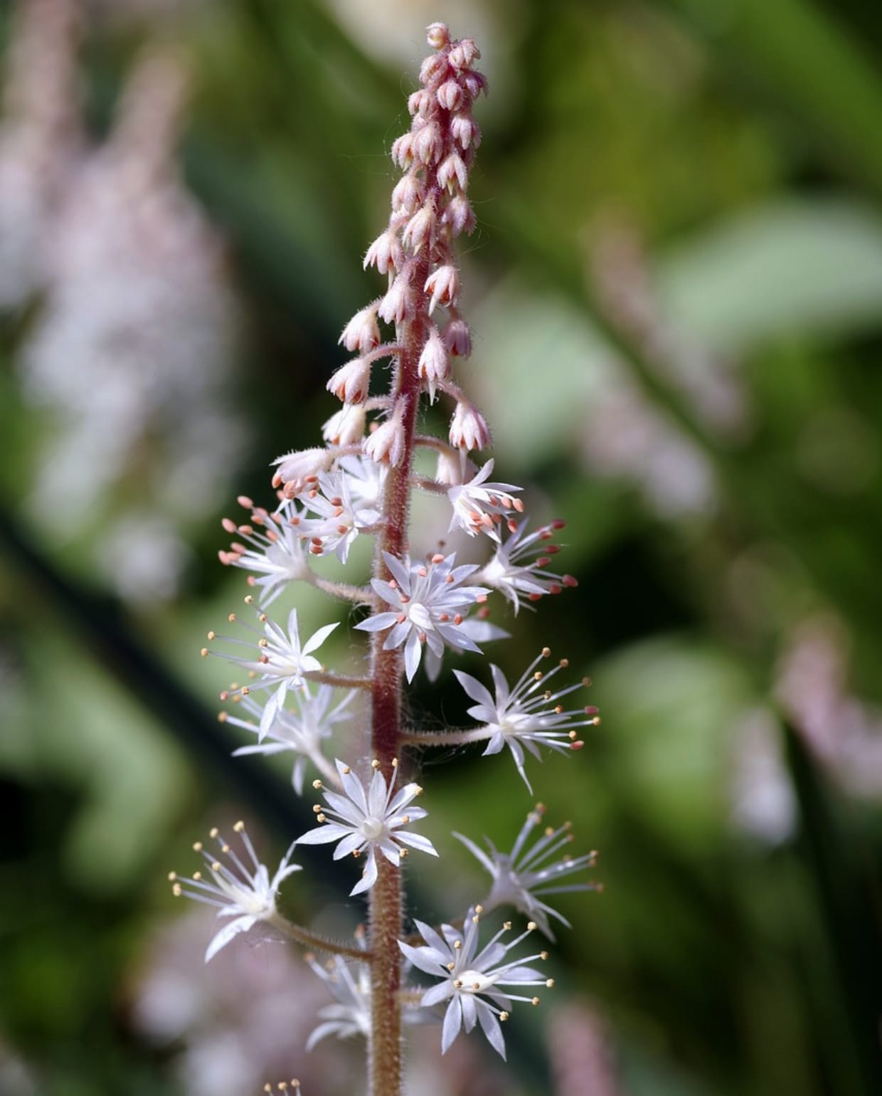 Schuimkaarsen, Tiarella cordifolia, Pixabay