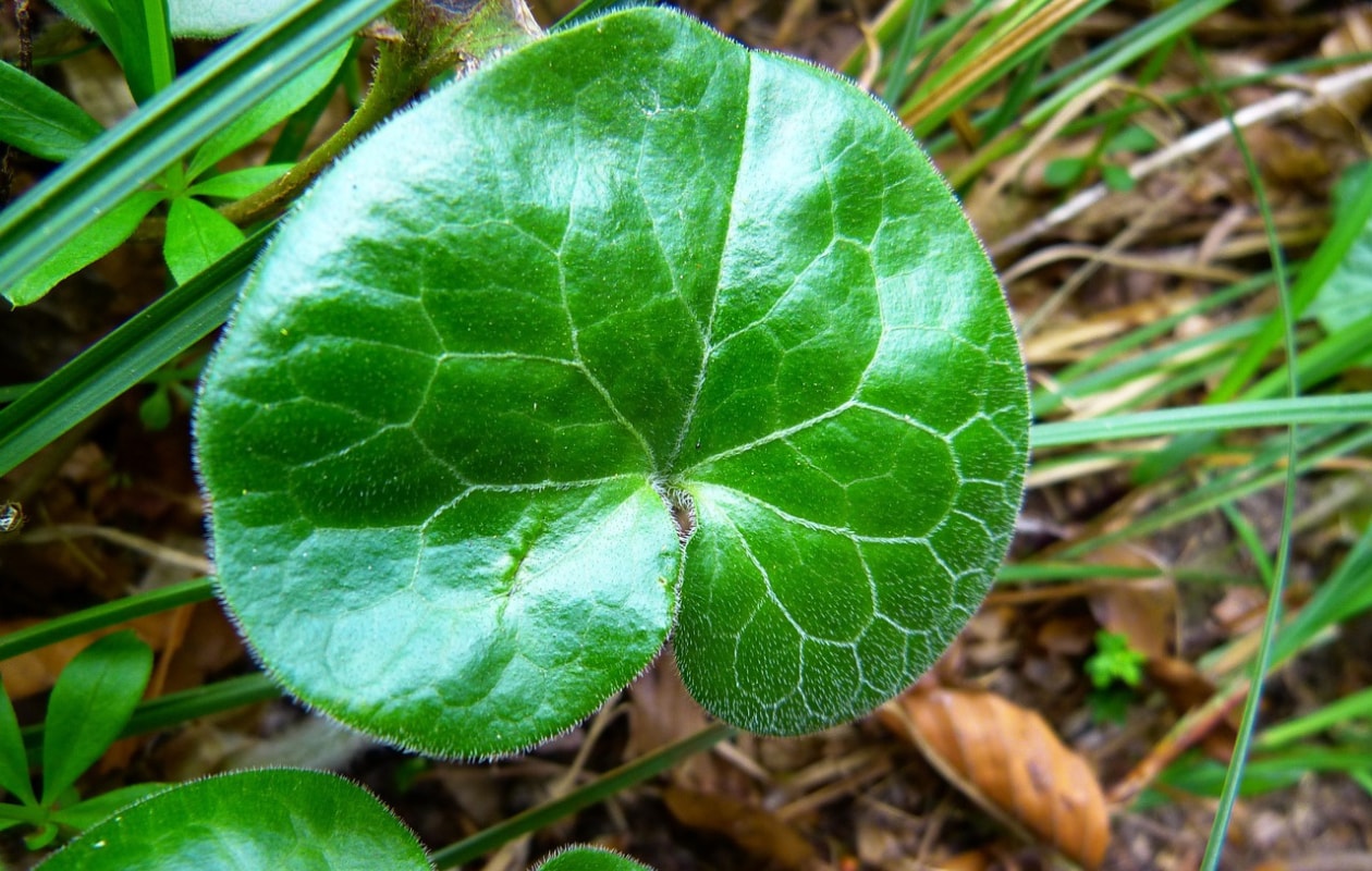 mansoor Asarum europaeum Pixabay