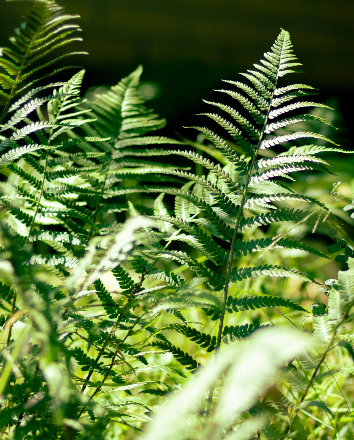 naaldvaren Polystichum setiferum 'Herrenhausen' Pexels
