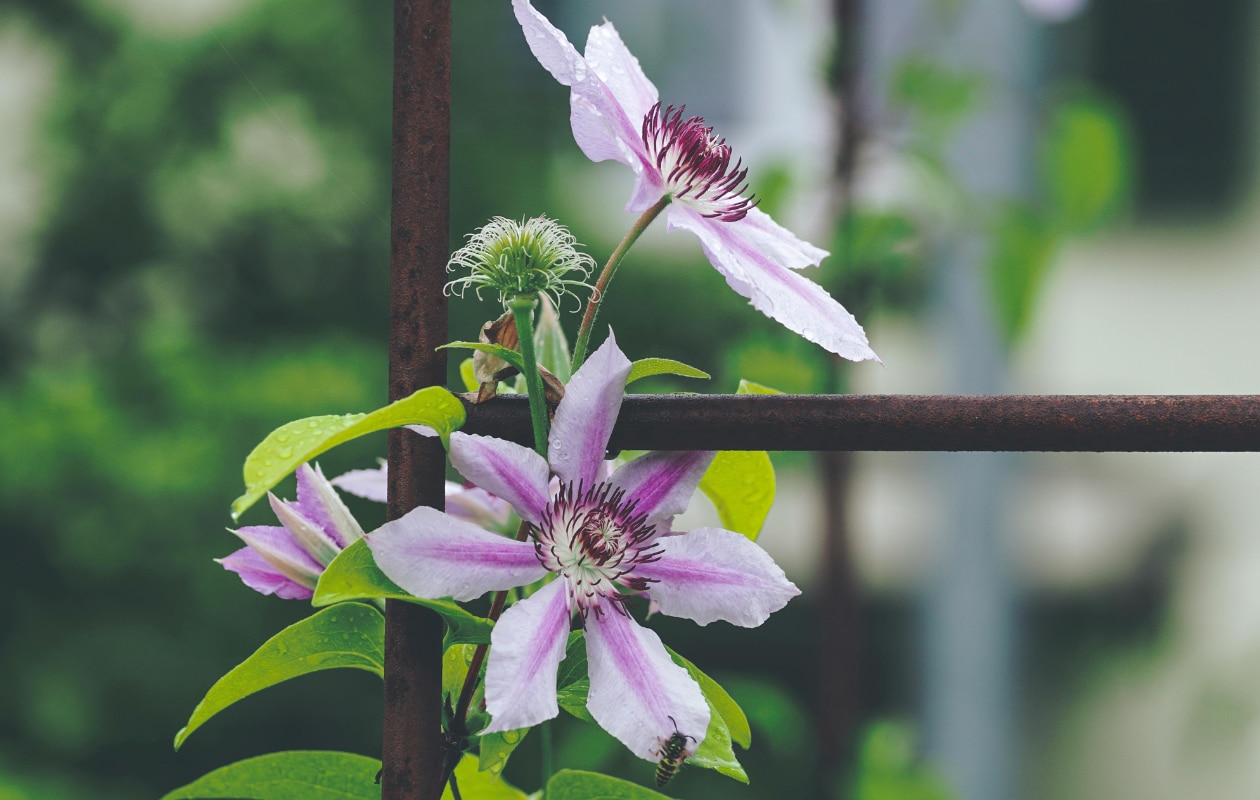 Clematis begeleiden, klimplant Pexels