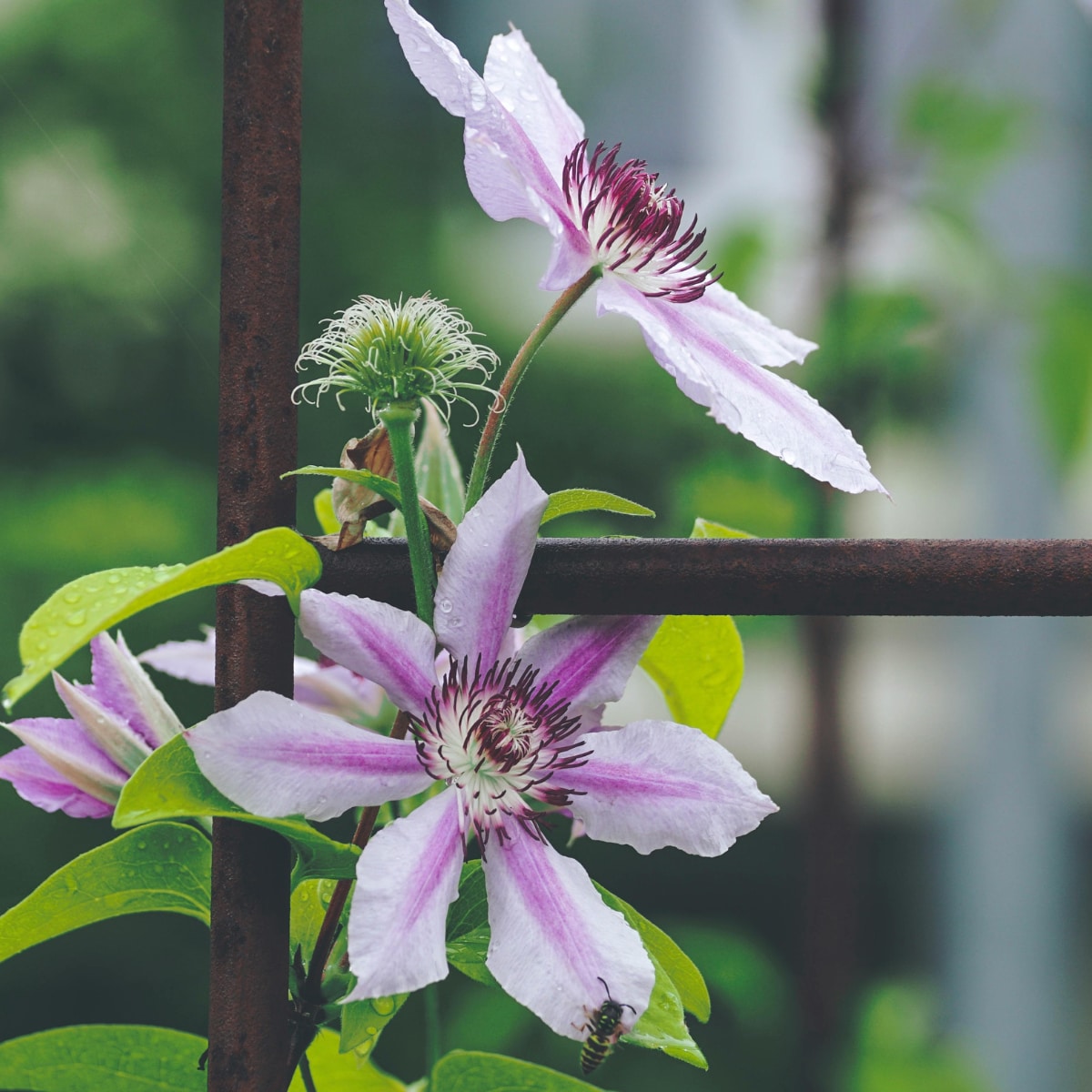 Clematis begeleiden, klimplant Pexels