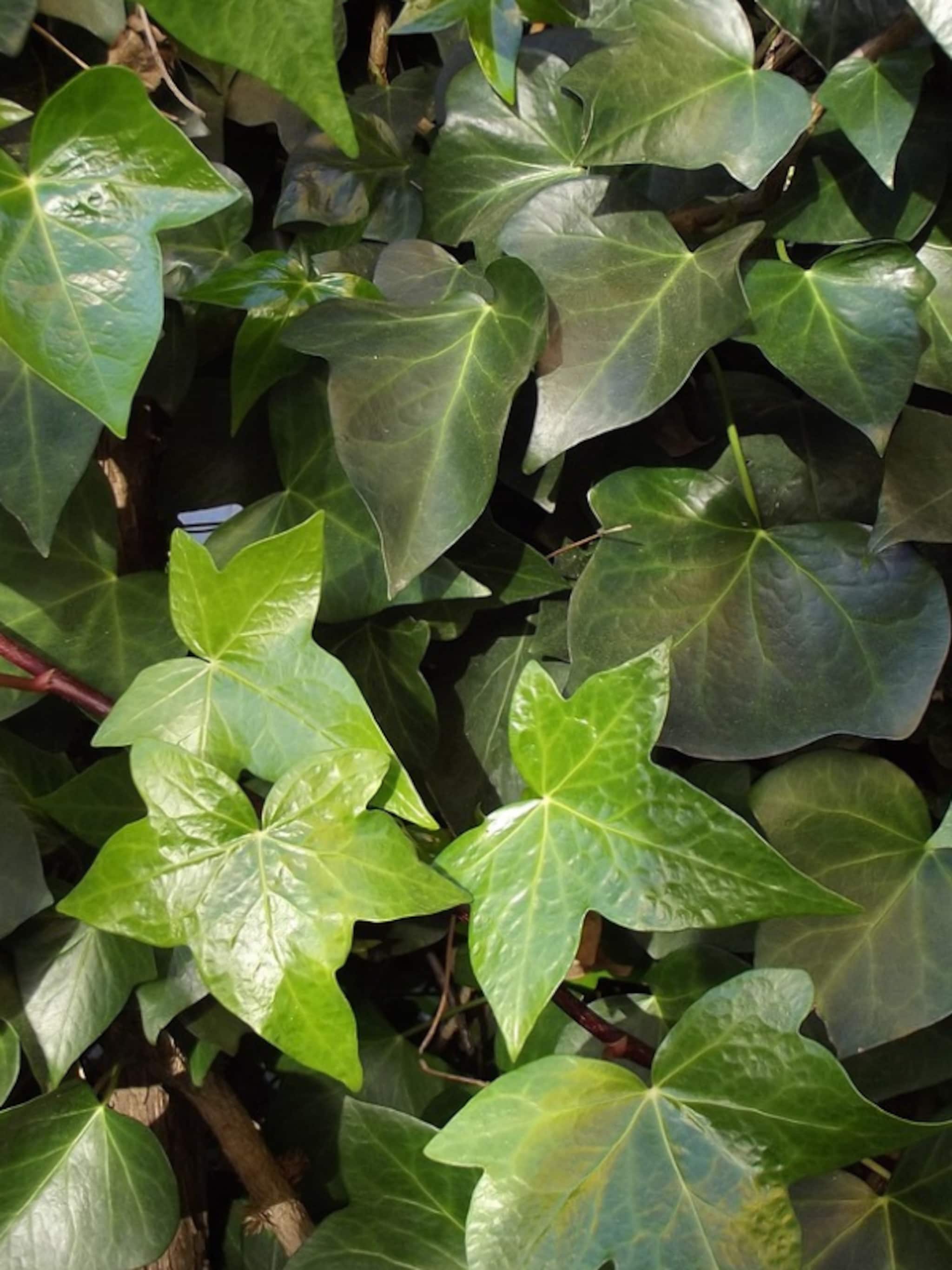 klimop hedera helix