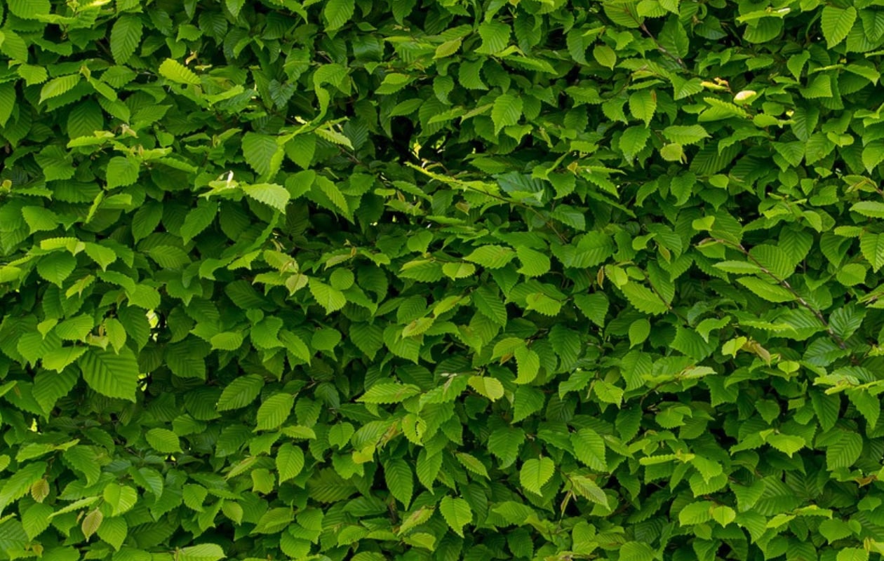Haag beuk Carpinus betulus Pixabay