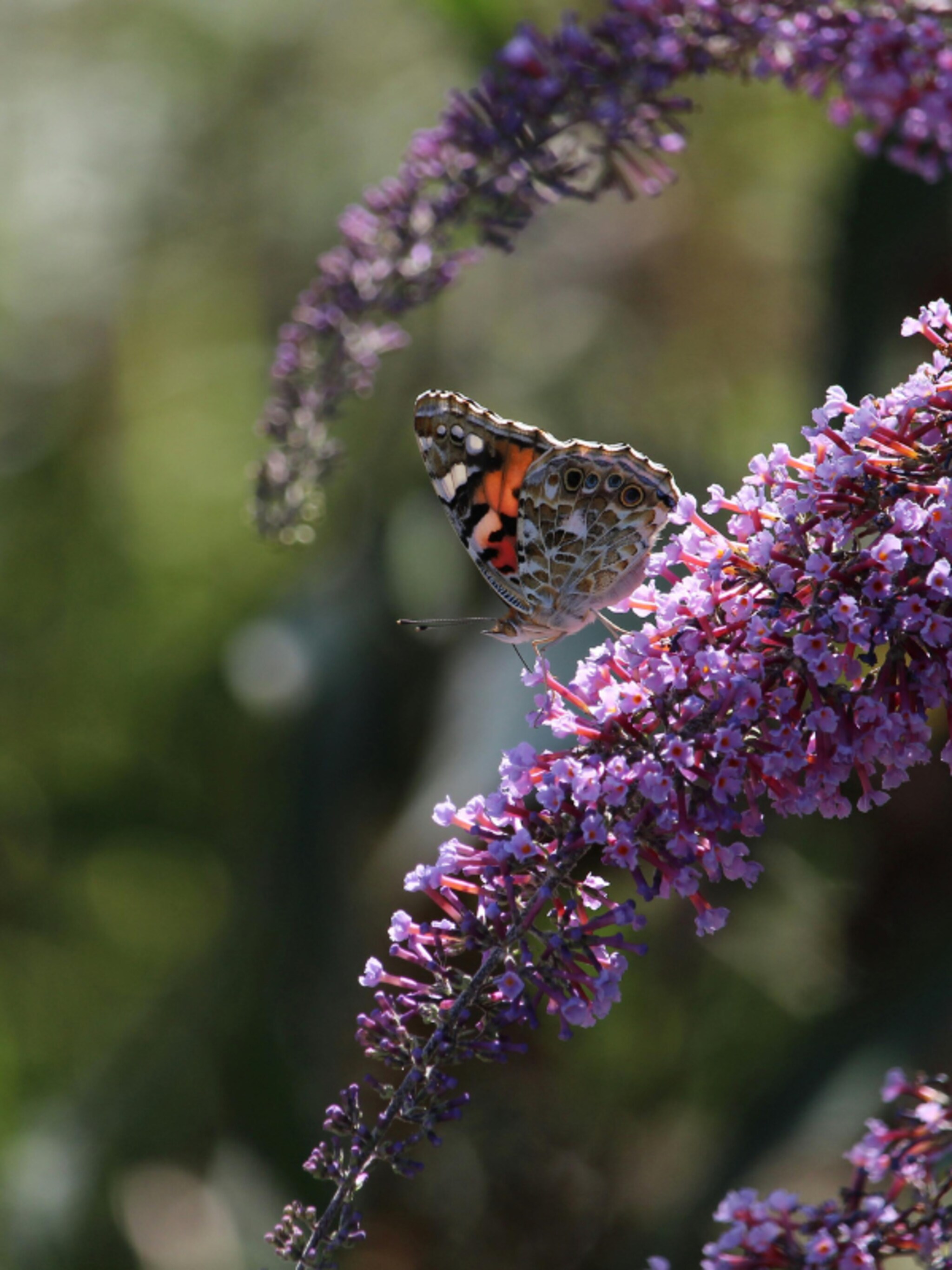 vlinderstruik buddleja davidii