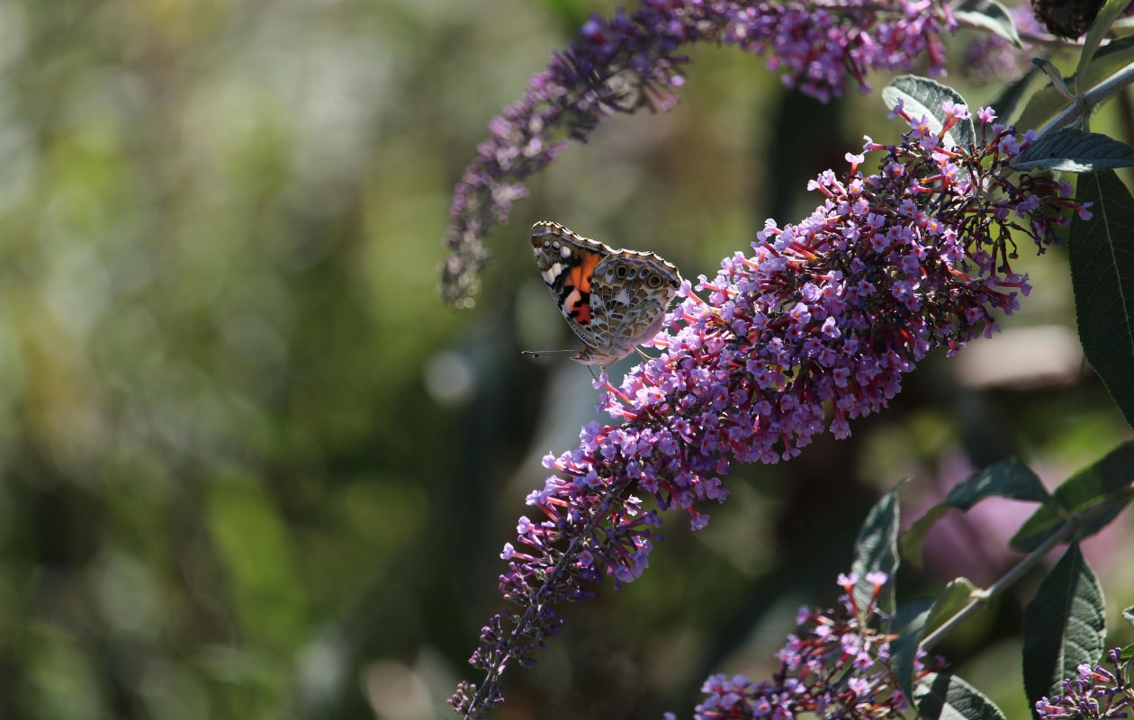 vlinderstruik buddleja davidii Pexels