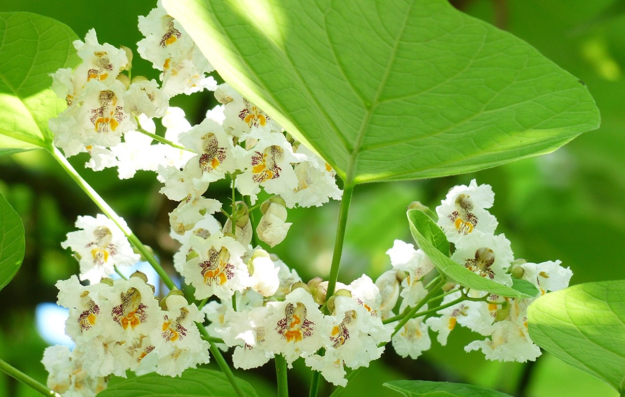 Catalpa bignonioides 'Nana', boltrompetboom Pixabay