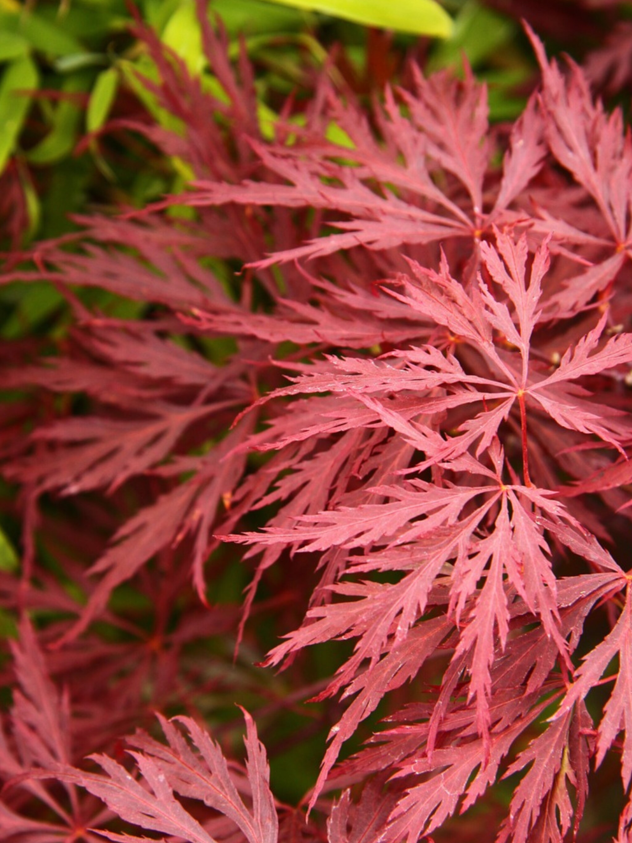 japanse esdoorn inaba shidare