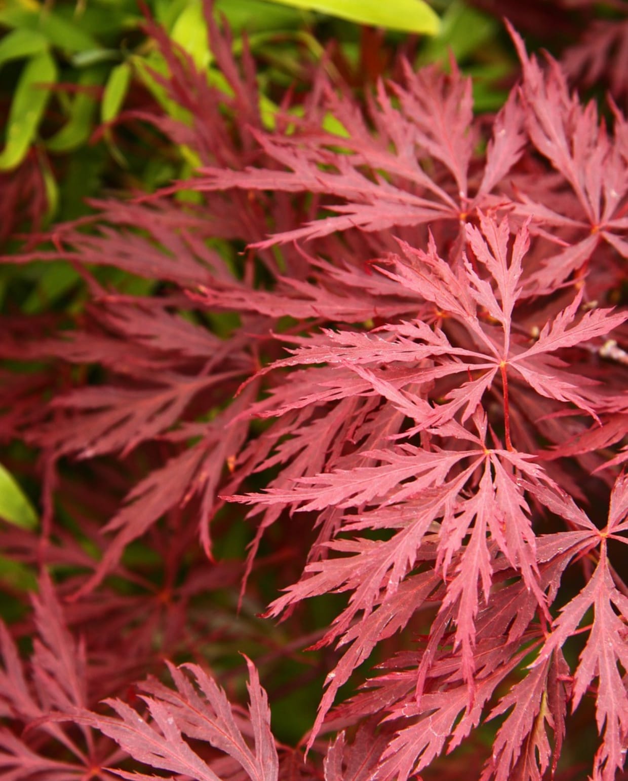 Japanse esdoorn Inaba-shidare Pixabay