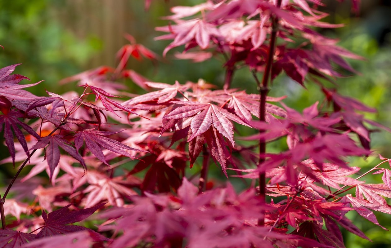 Japanse esdoorn Atropurpureum Pixabay