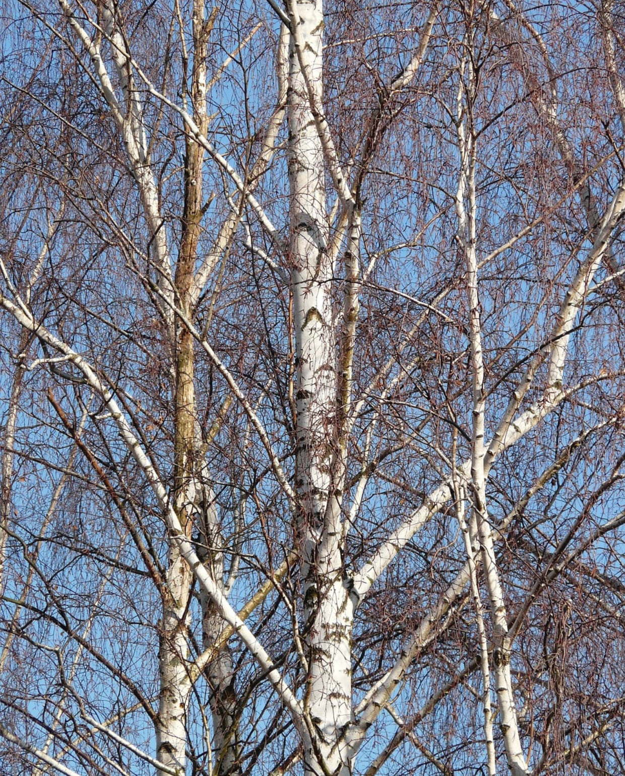 Gewone berk Betula pendula Pixabay