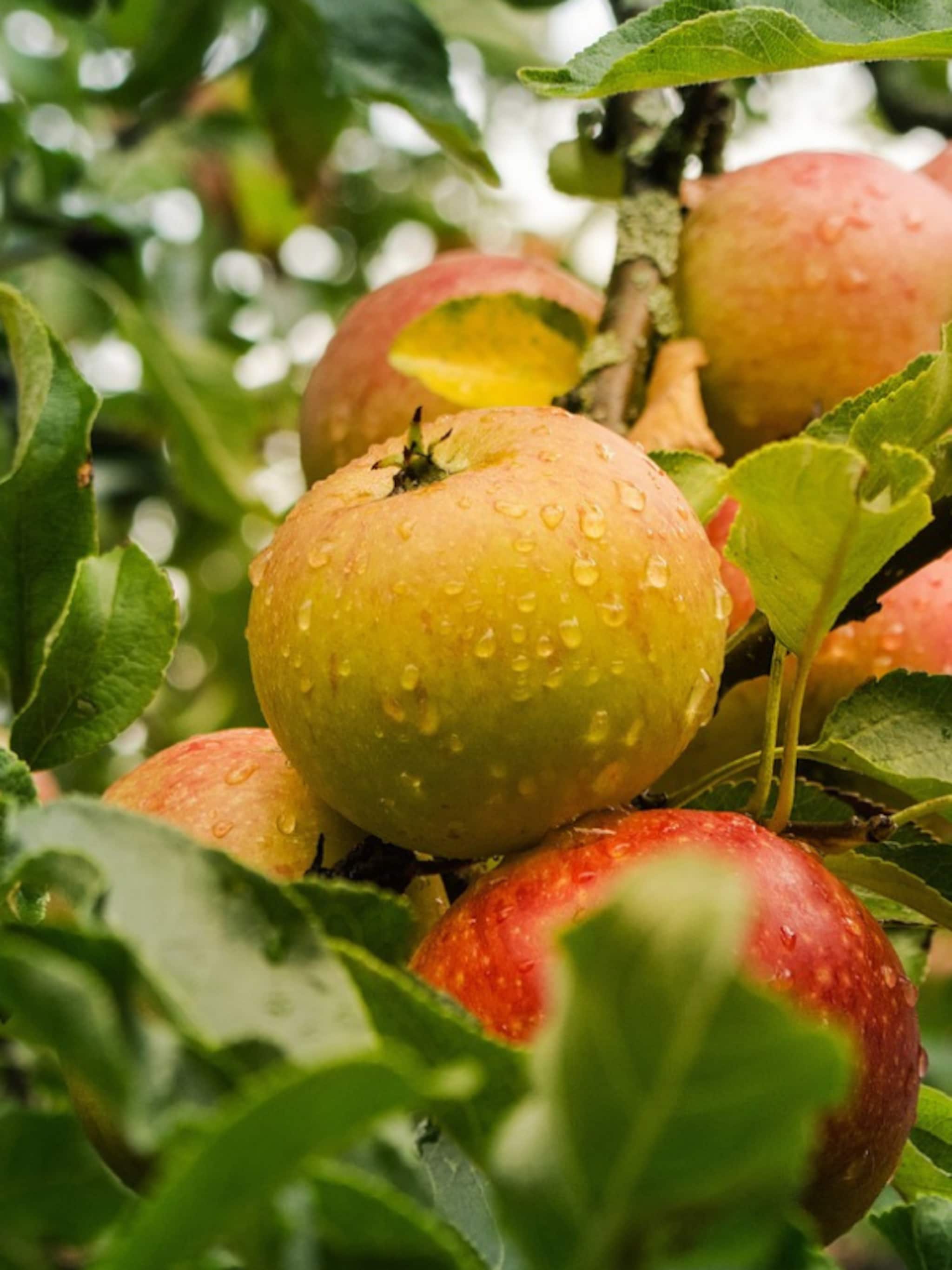 wanneer en hoe een appelboom snoeien