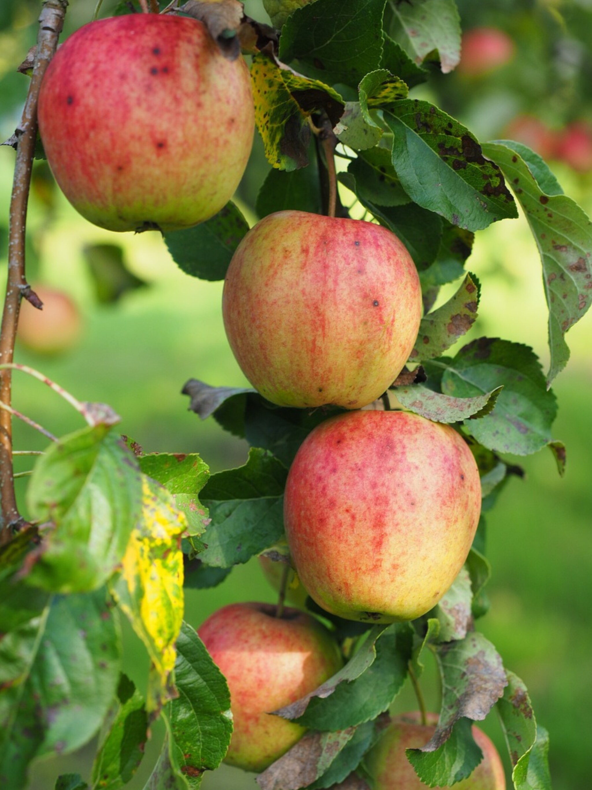 appel