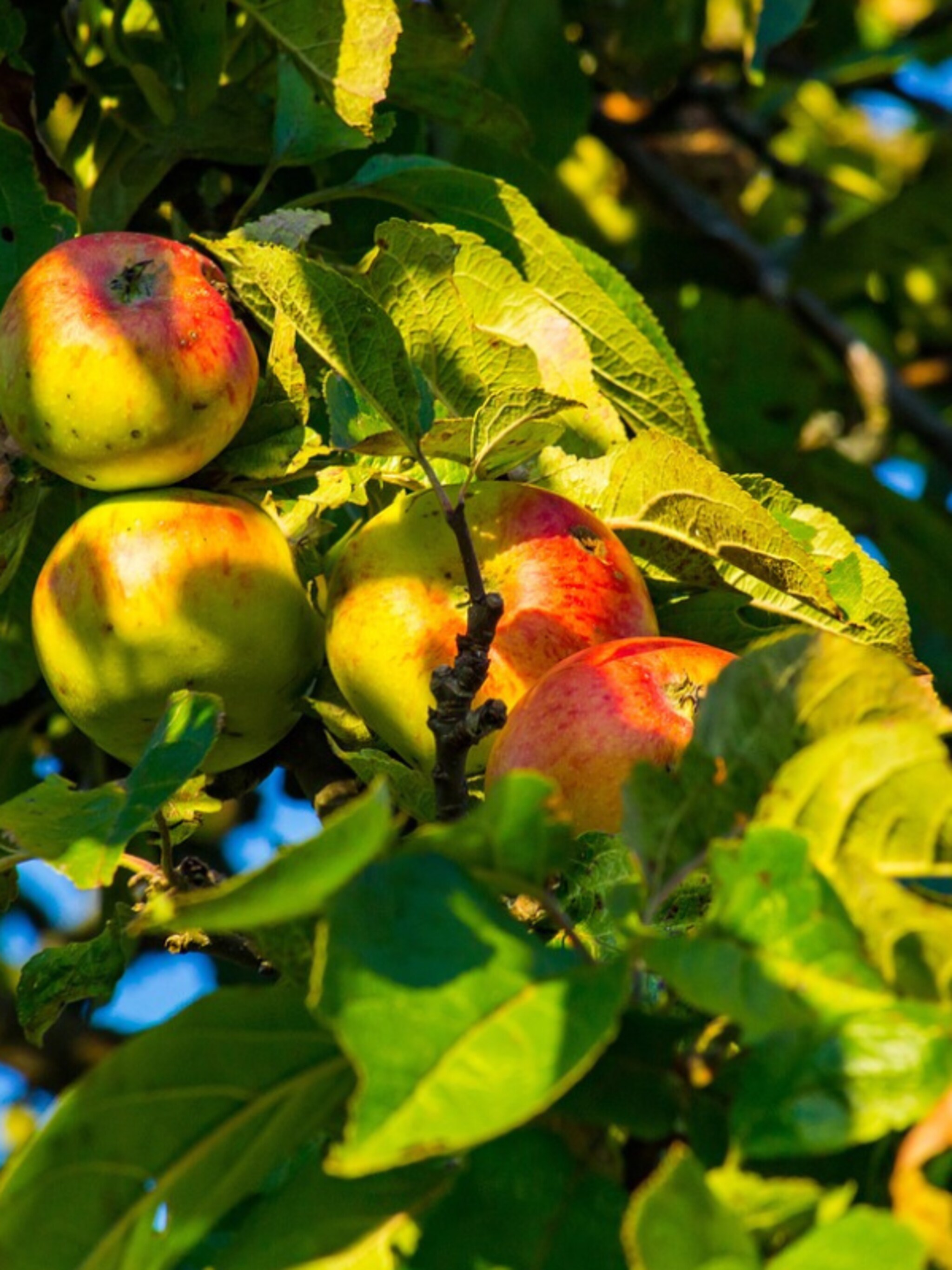 appelboom kiezen