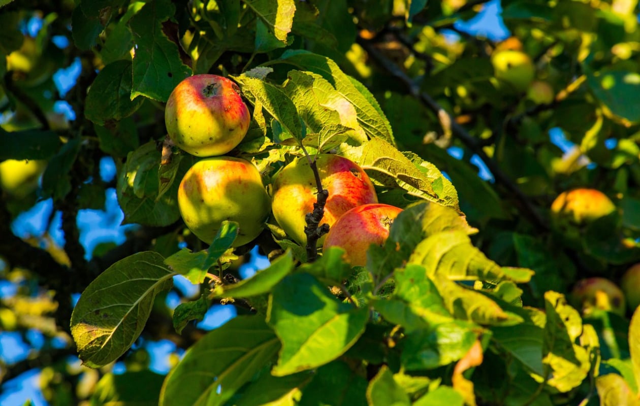 Appelboom Pixabay