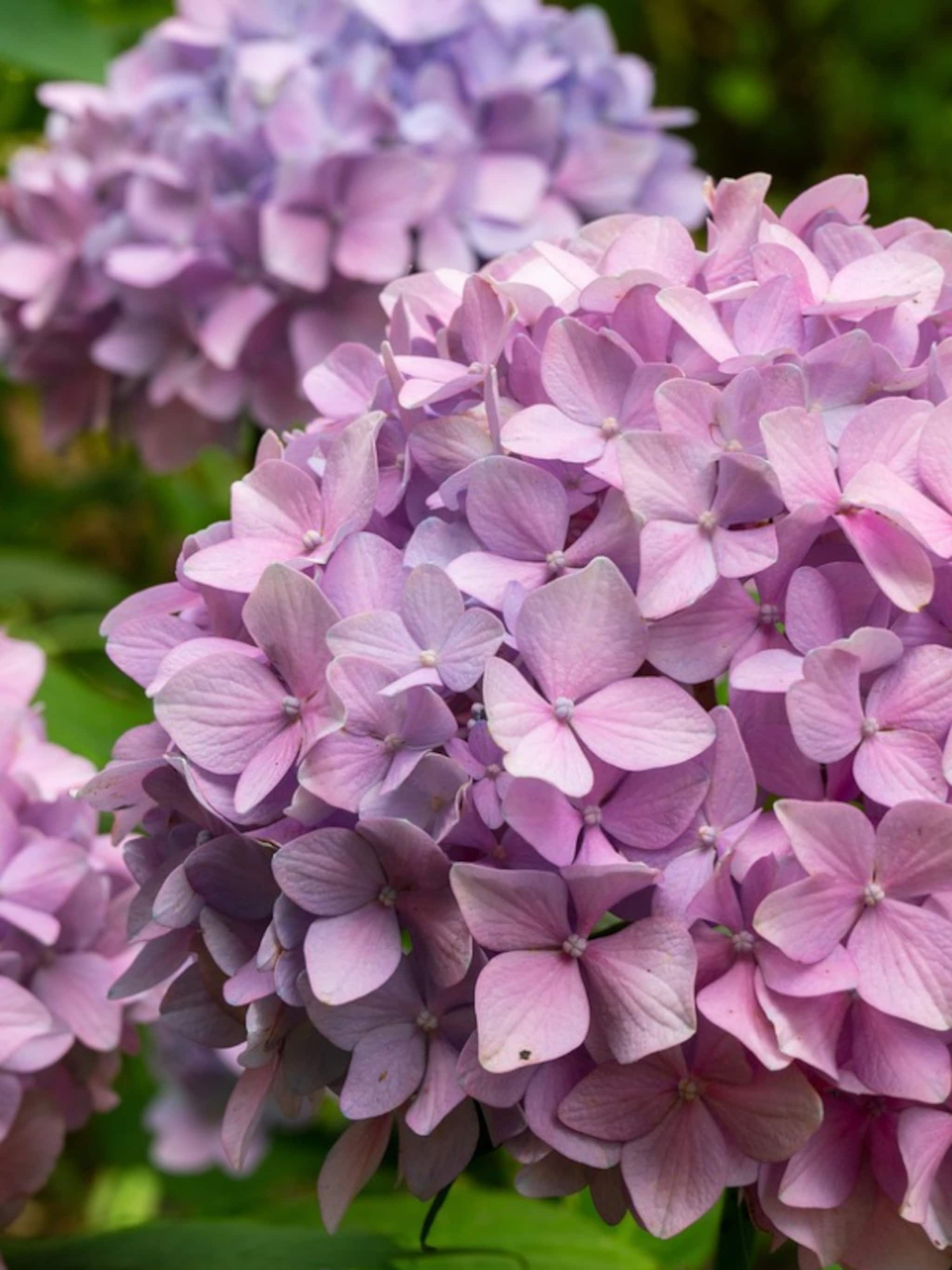 wanneer en hoe hortensia snoeien
