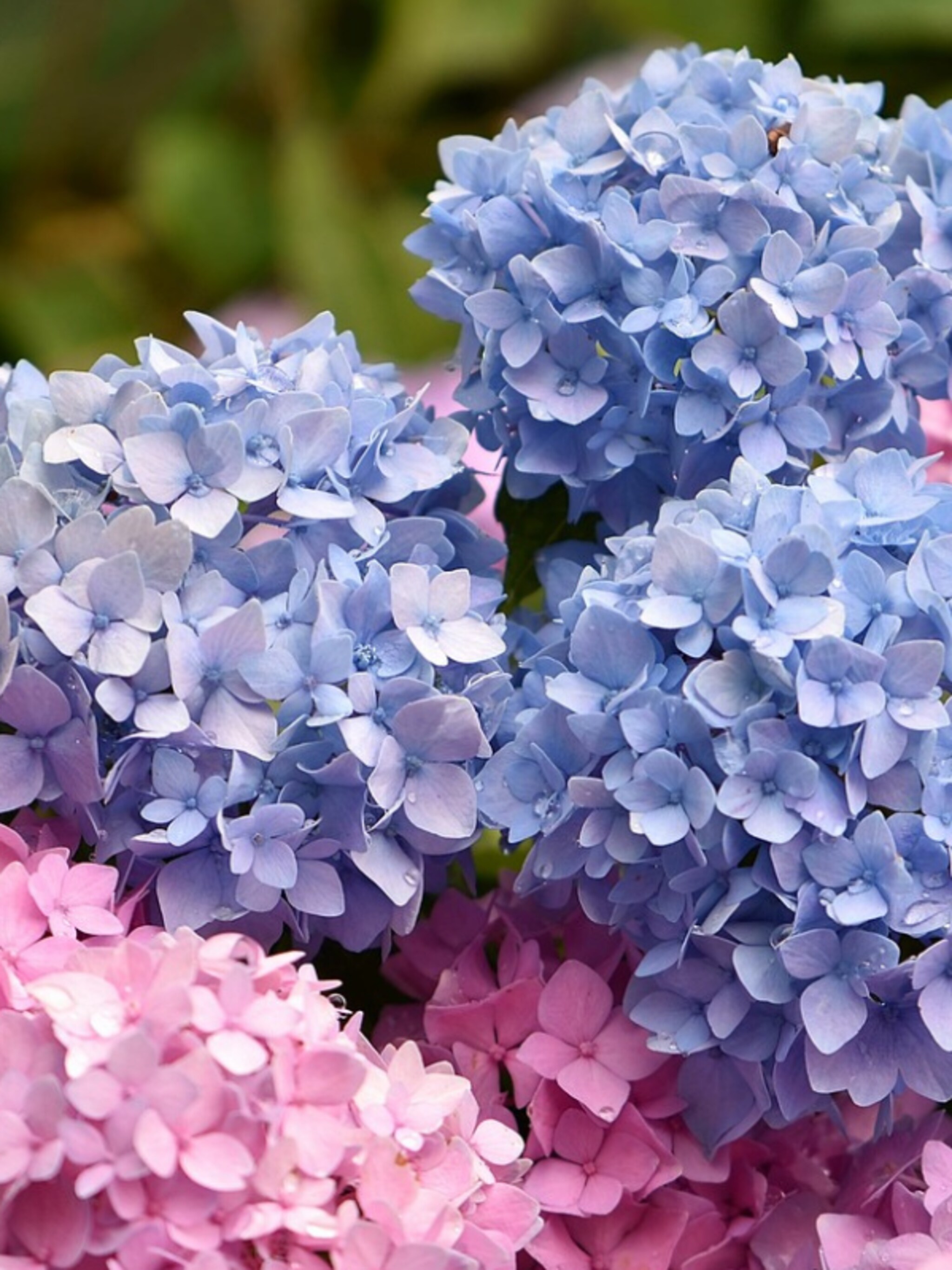 5 tips voor de verzorging van de hortensia