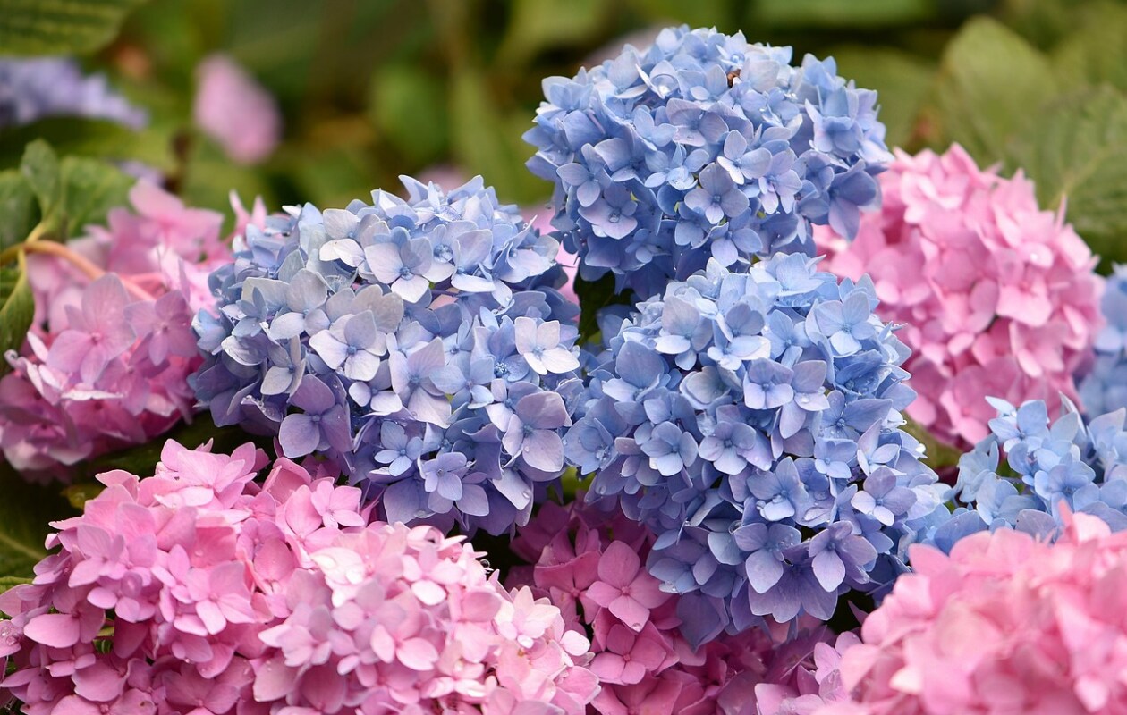 Hortensia, bloemen Pixabay