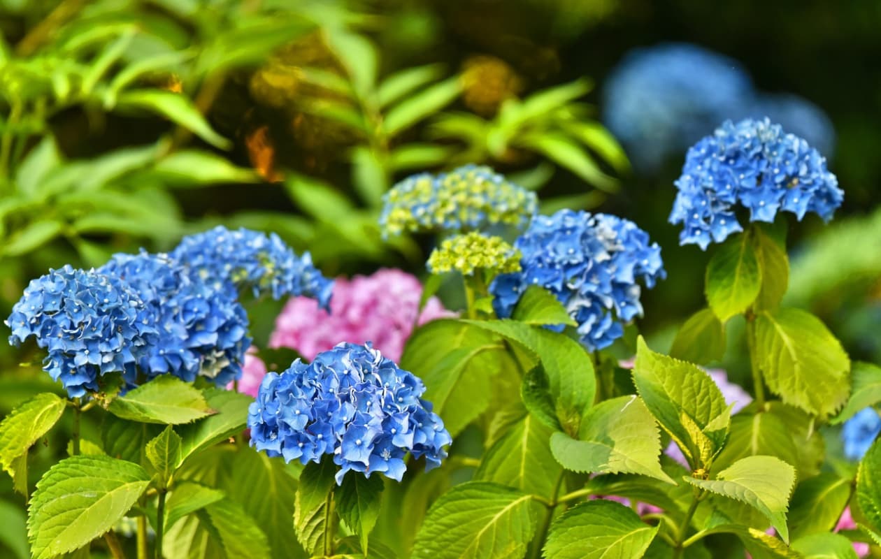 Hortensia Forever and Ever Pixabay
