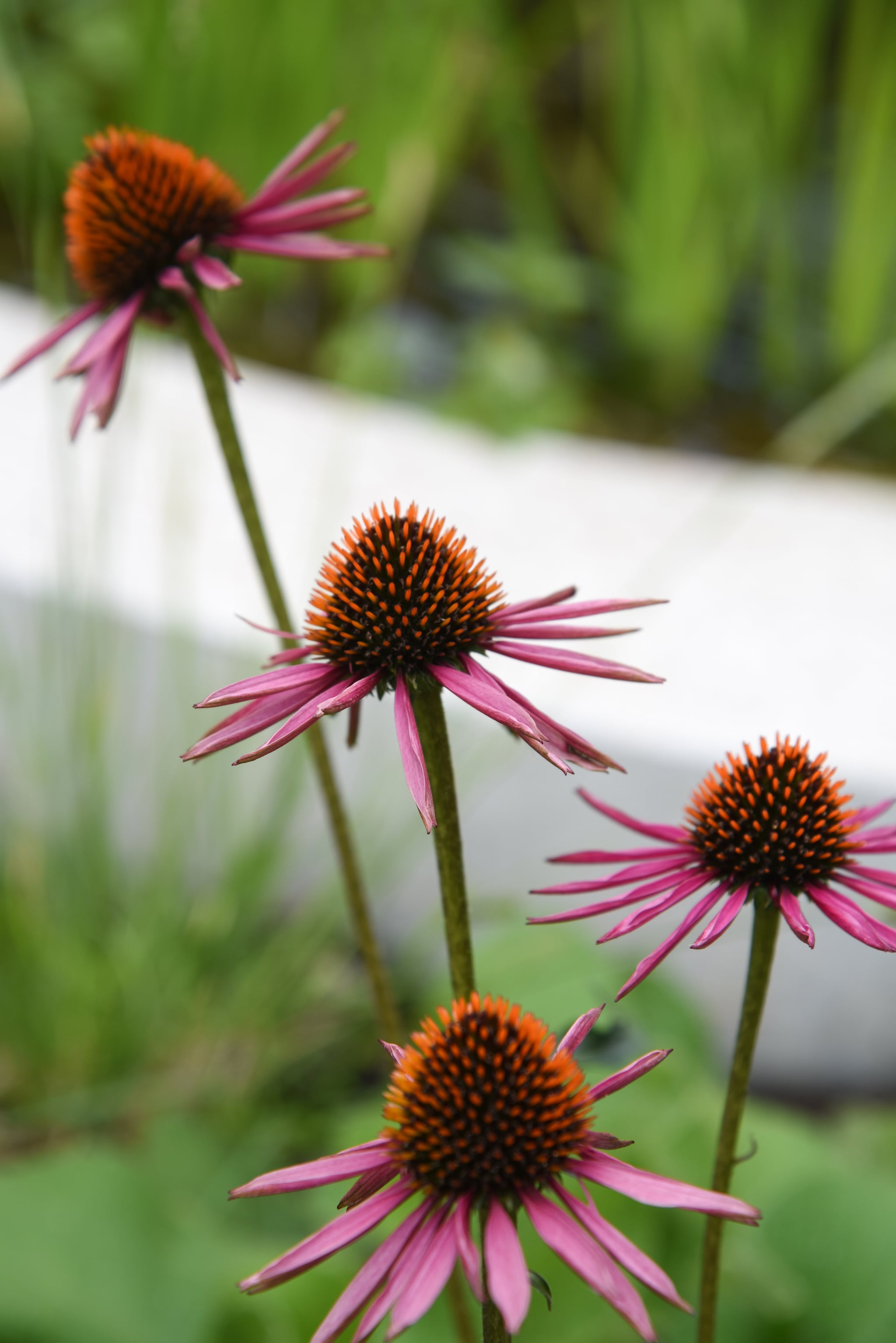 Rode zonnehoed. vtwonen TUIN 01-2025 | fotografie Veronique De Walsche