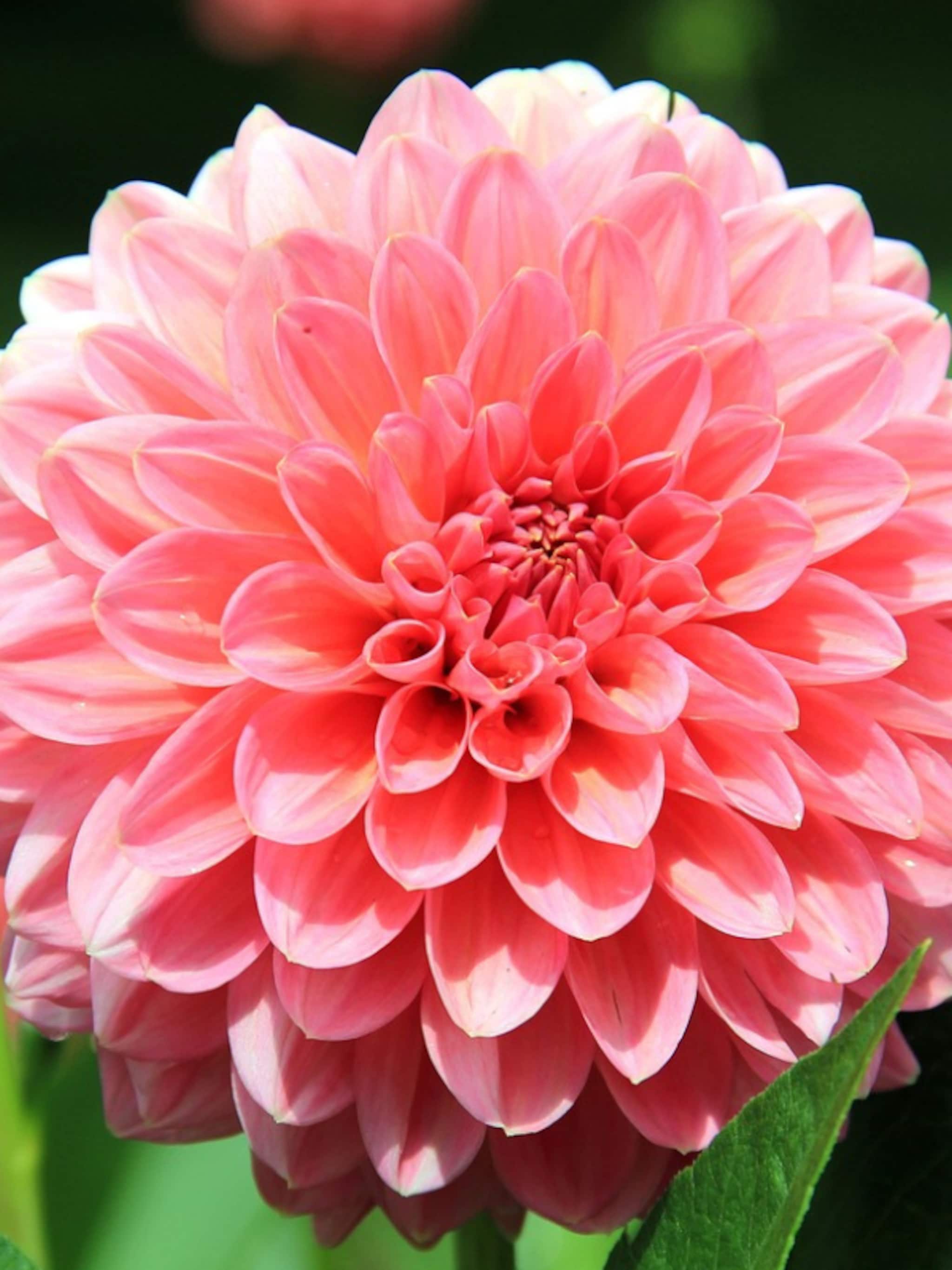 hoe en wanneer dahlia planten