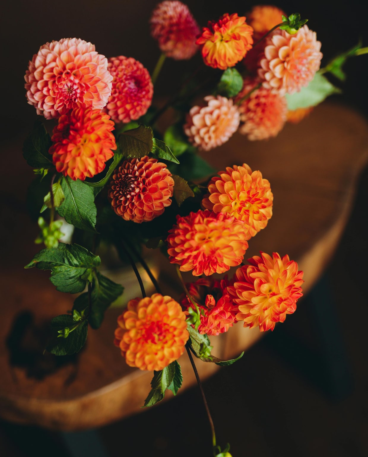 Dahlia LaBella Piccolo Pexels