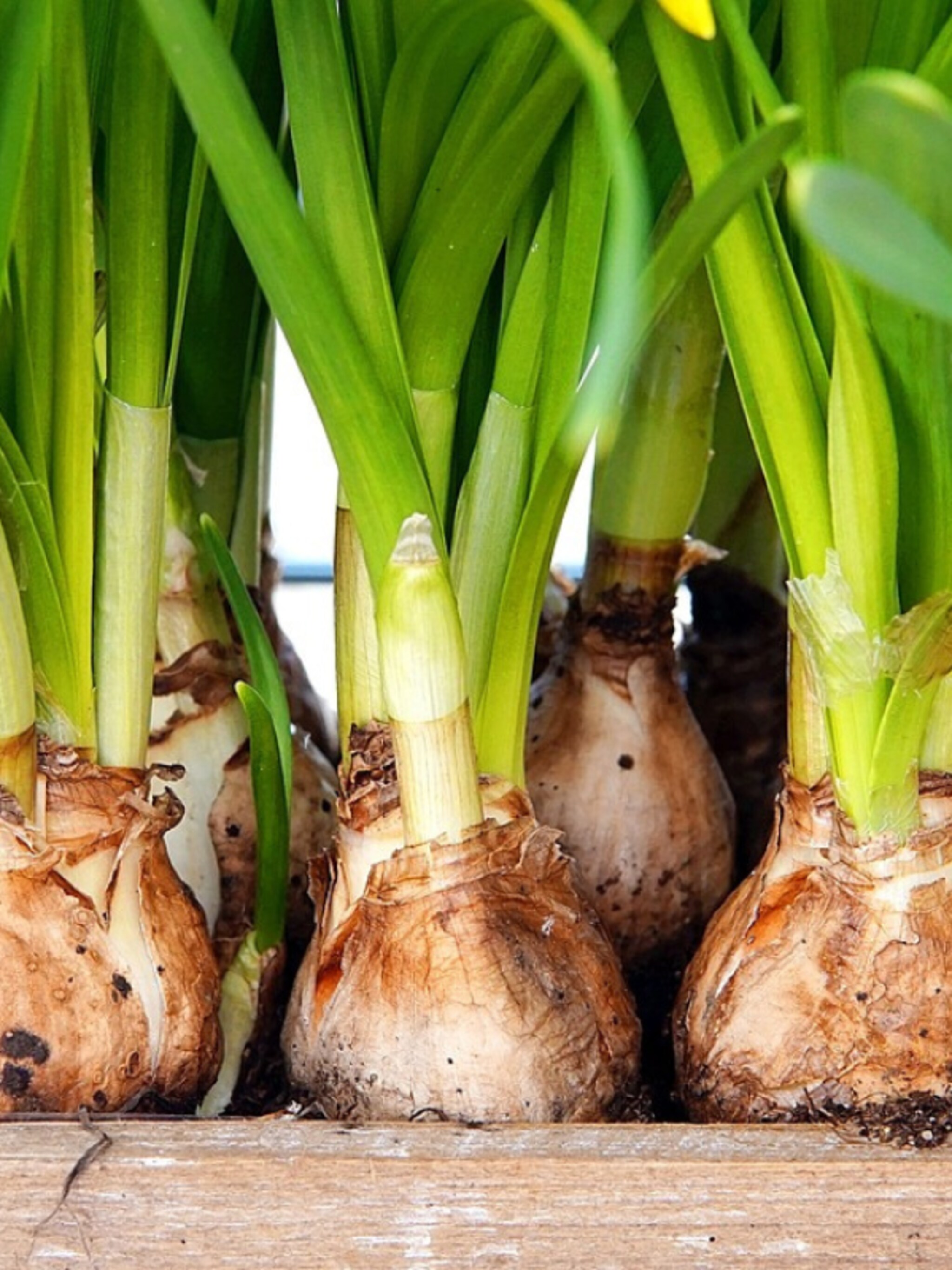 het kan nog bloembollen planten