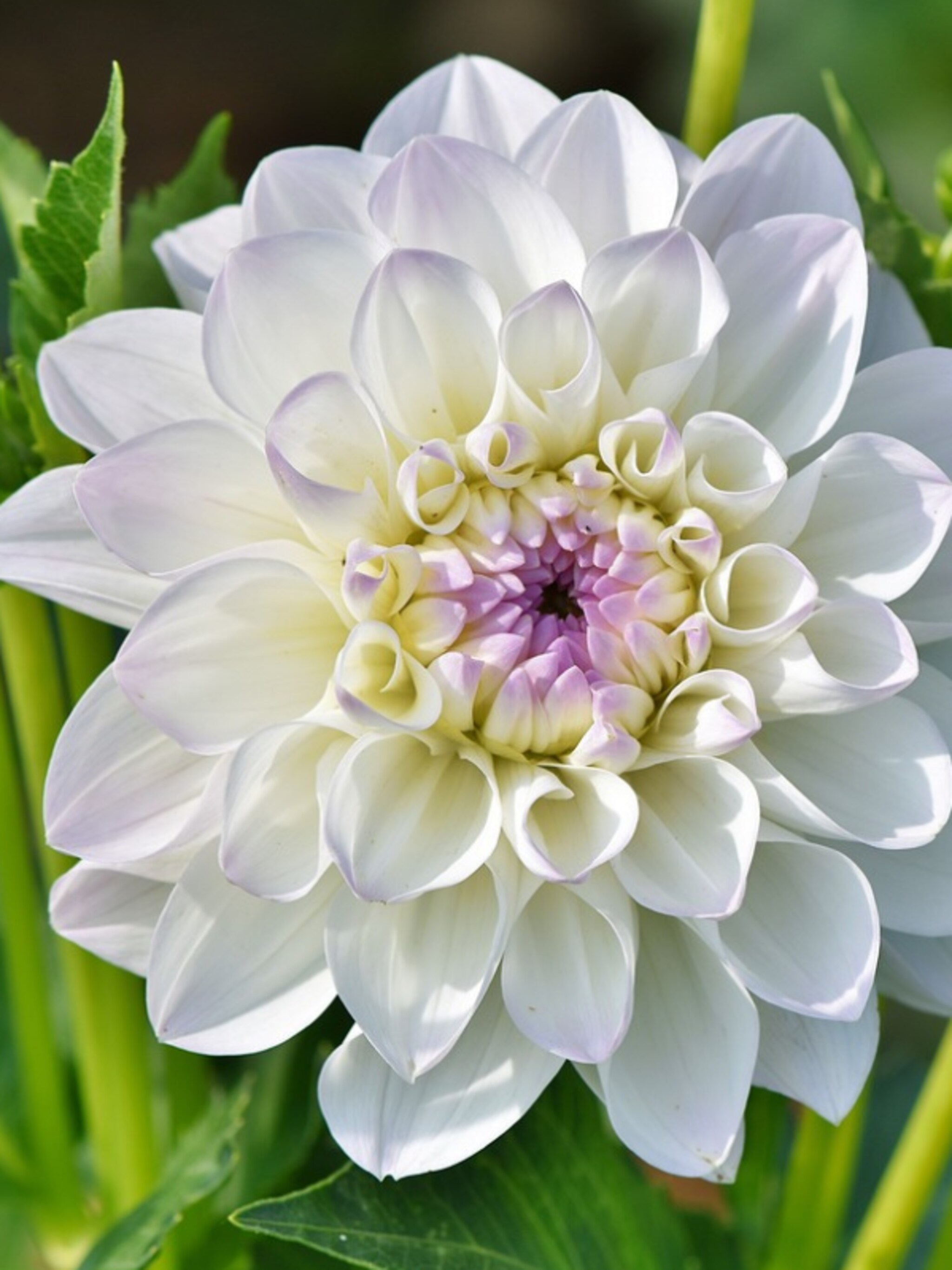 dahlia stekken