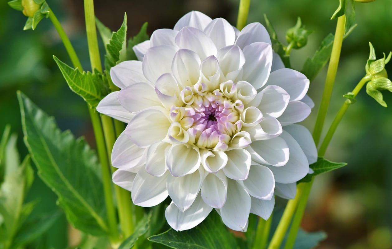 Dahlia Pixabay