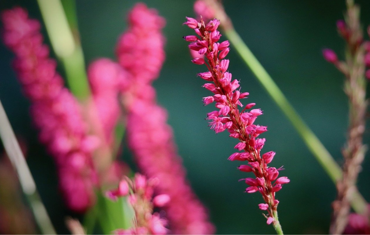 Duizendknoop Persicaria amplexicaulis ‘Firetail‘ Pixabay