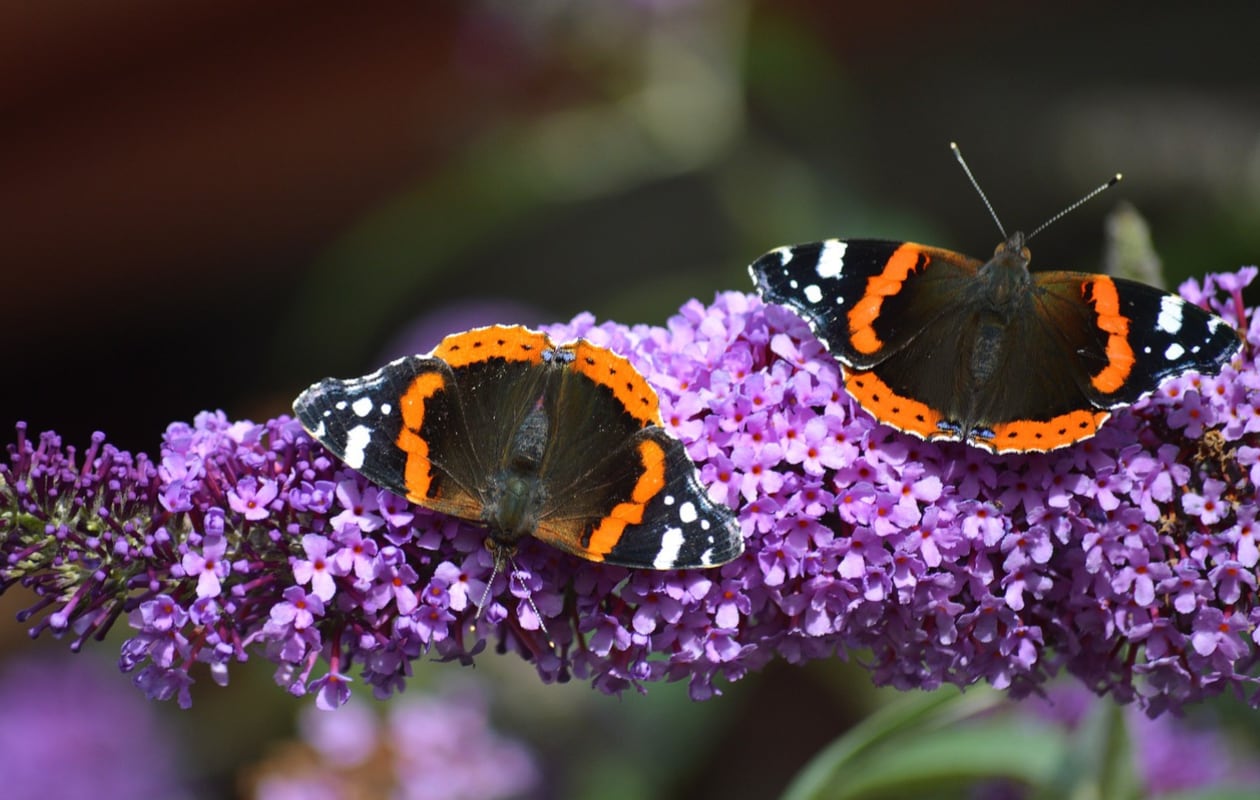 Vlinderstruik Pixabay