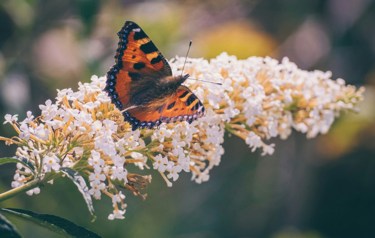 vlinderstruik Buddleja davidii ‘White Profusion’ Unsplash