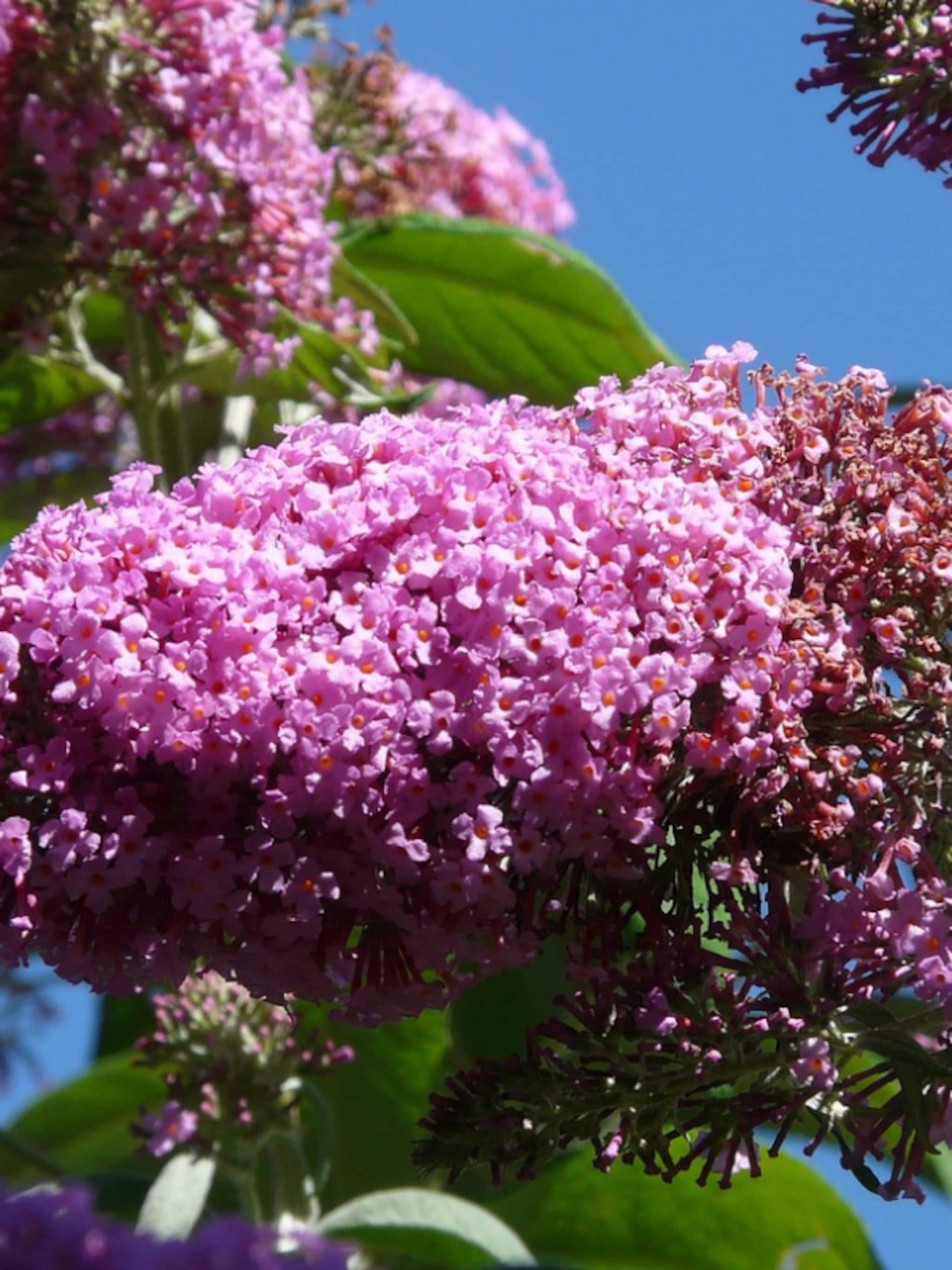 vlinderstruik pink delight