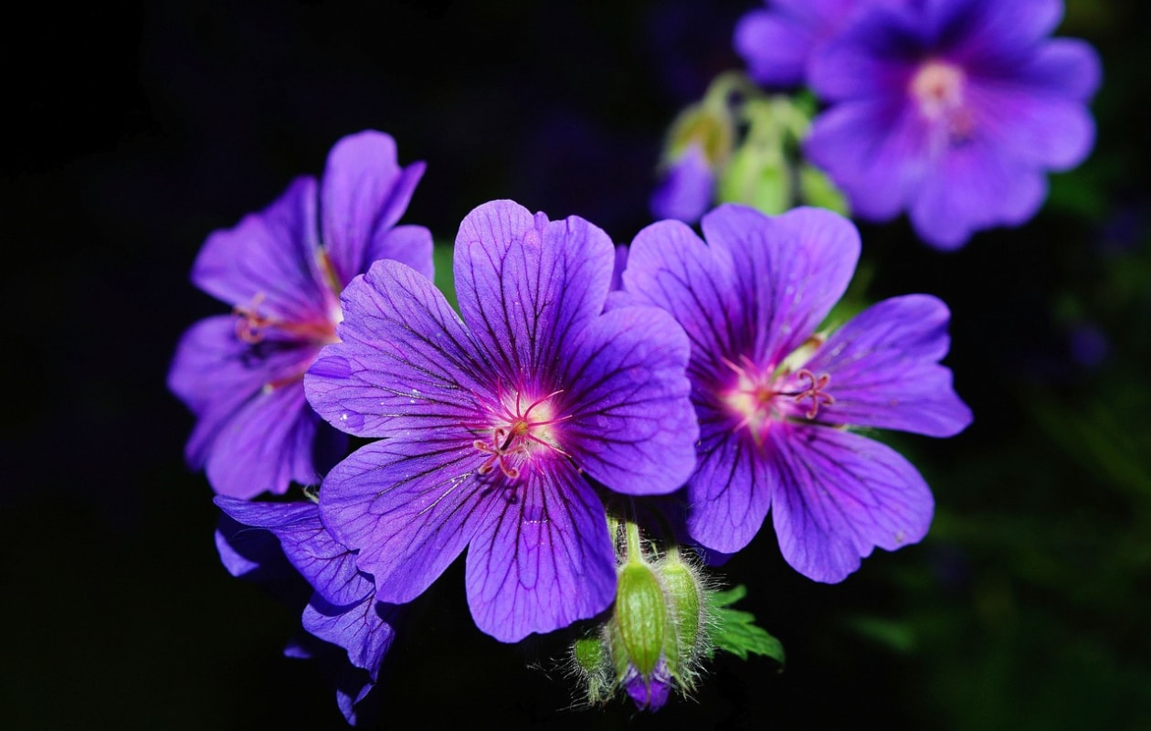 Geranium (ooievaarsbek) Pixabay
