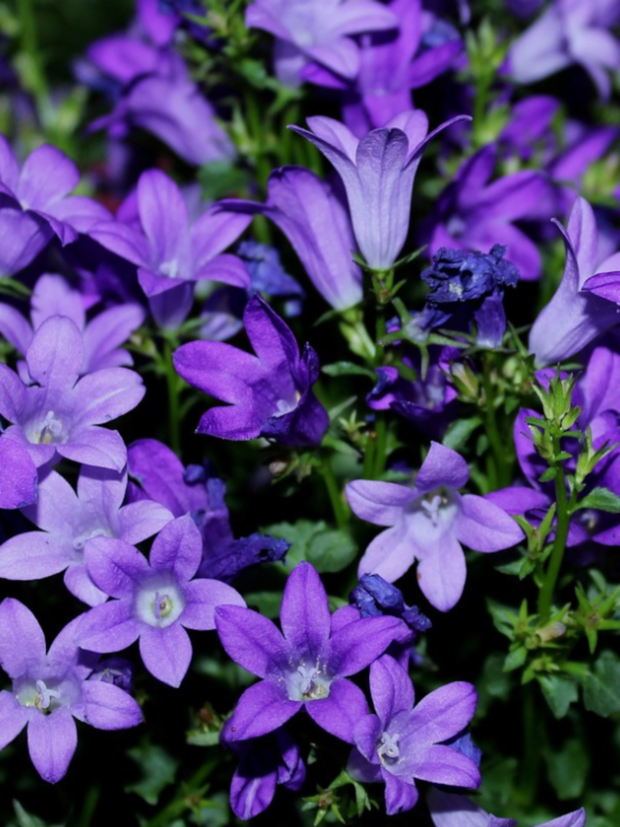 kruipende klokjesbloem poscharskyana