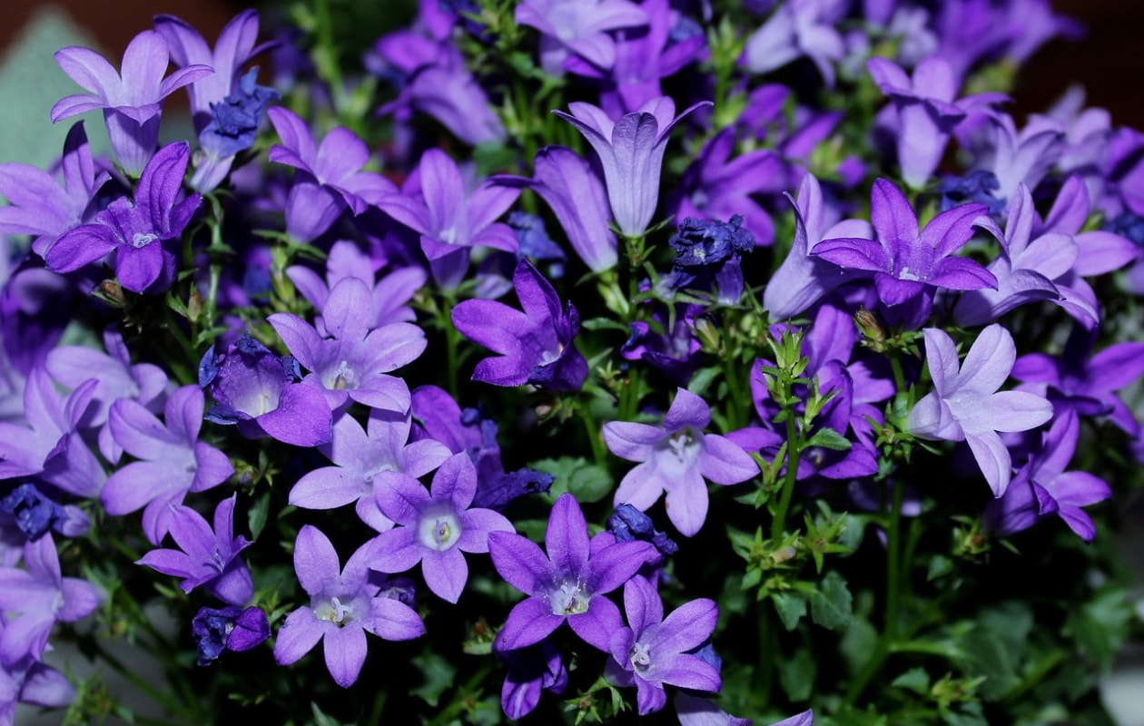kruipende klokjesbloem Campanula poscharskyana Pixabay