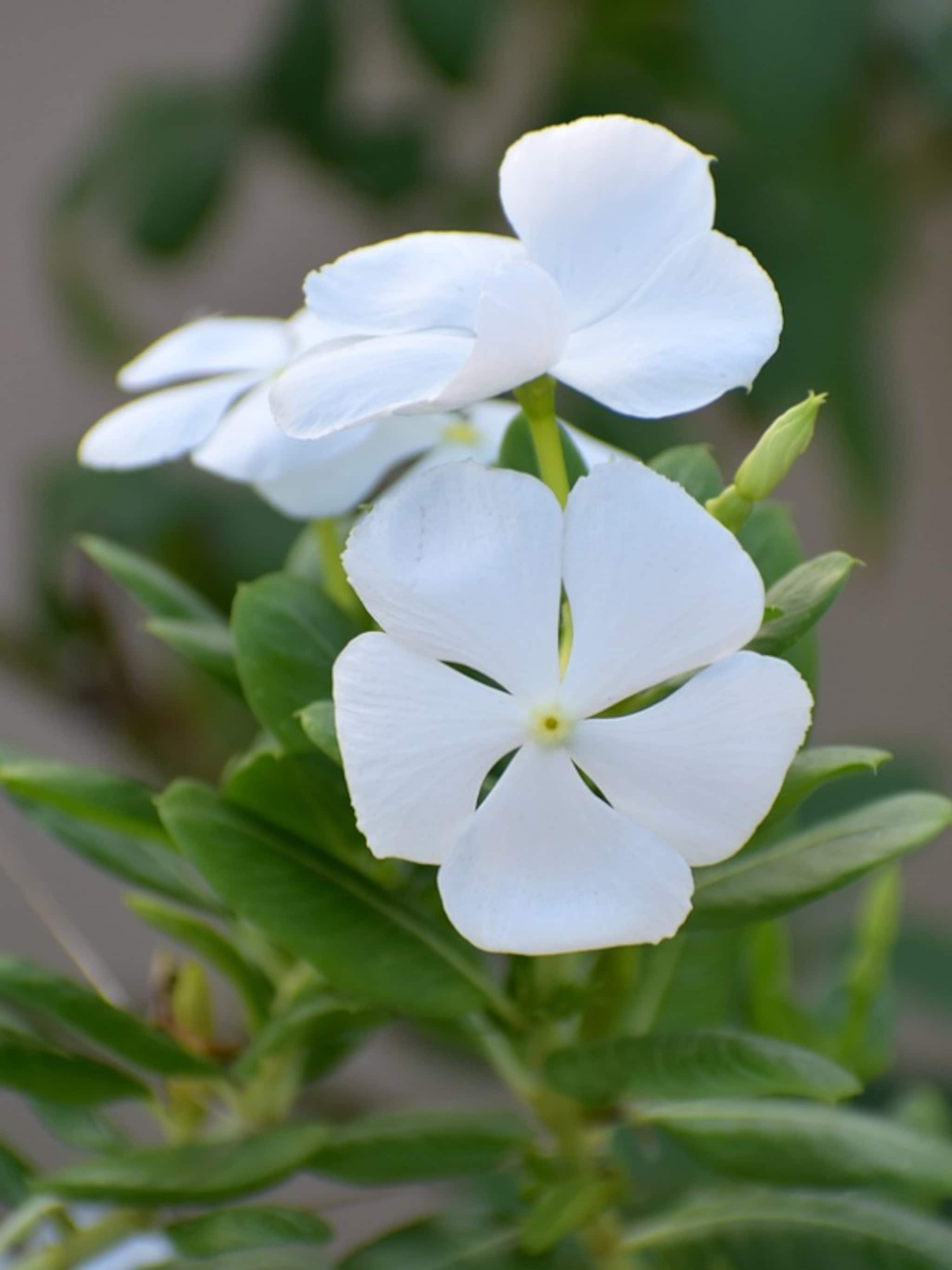 kleine maagdenpalm alba