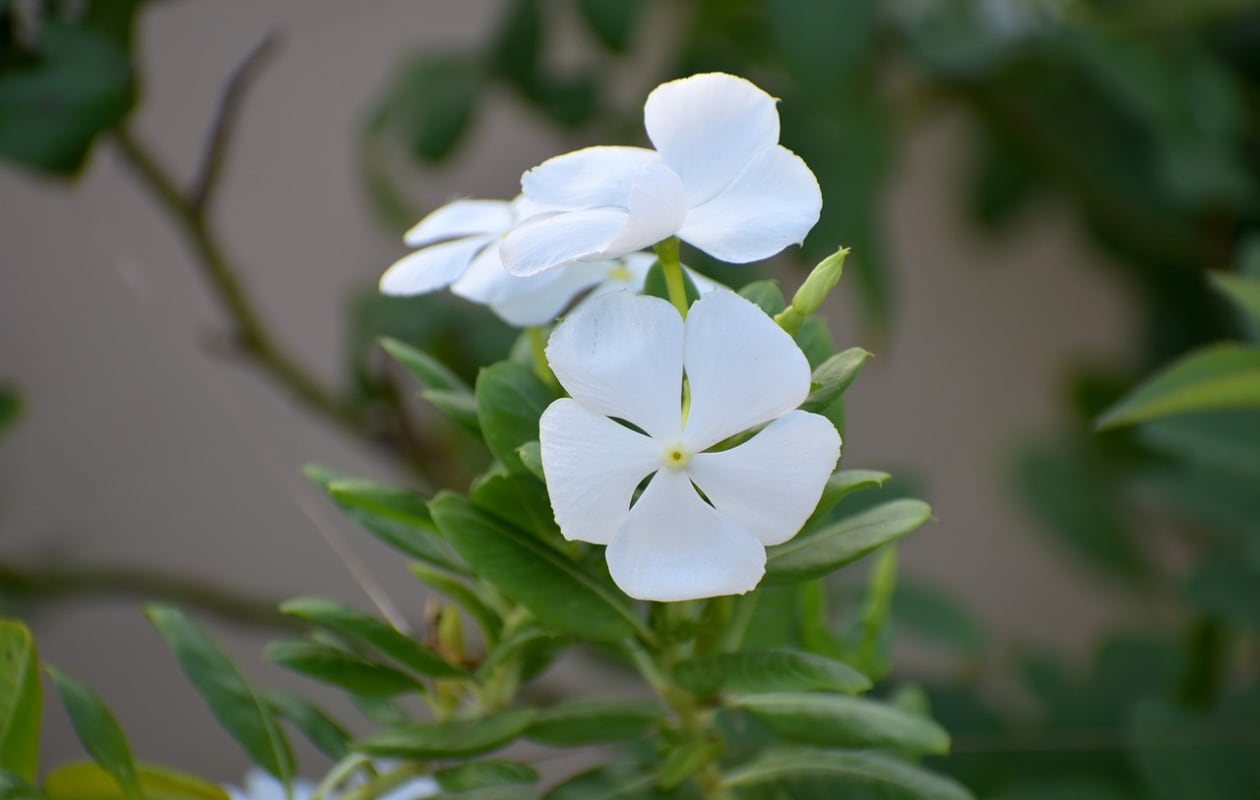 kleine maagdenpalm Vinca minor ‘Alba‘ Pixabay