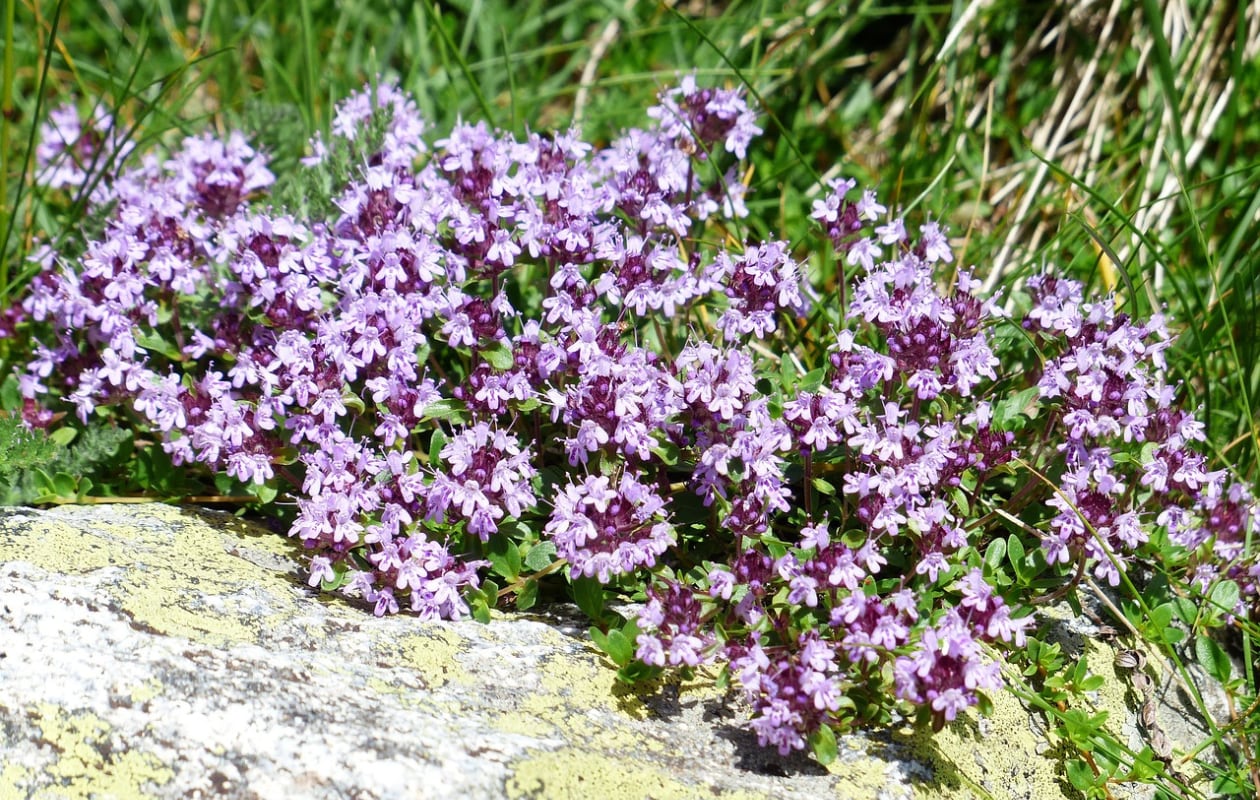 woltijm Thymus praecox ‘Pseudolanuginosus’ Pixabay